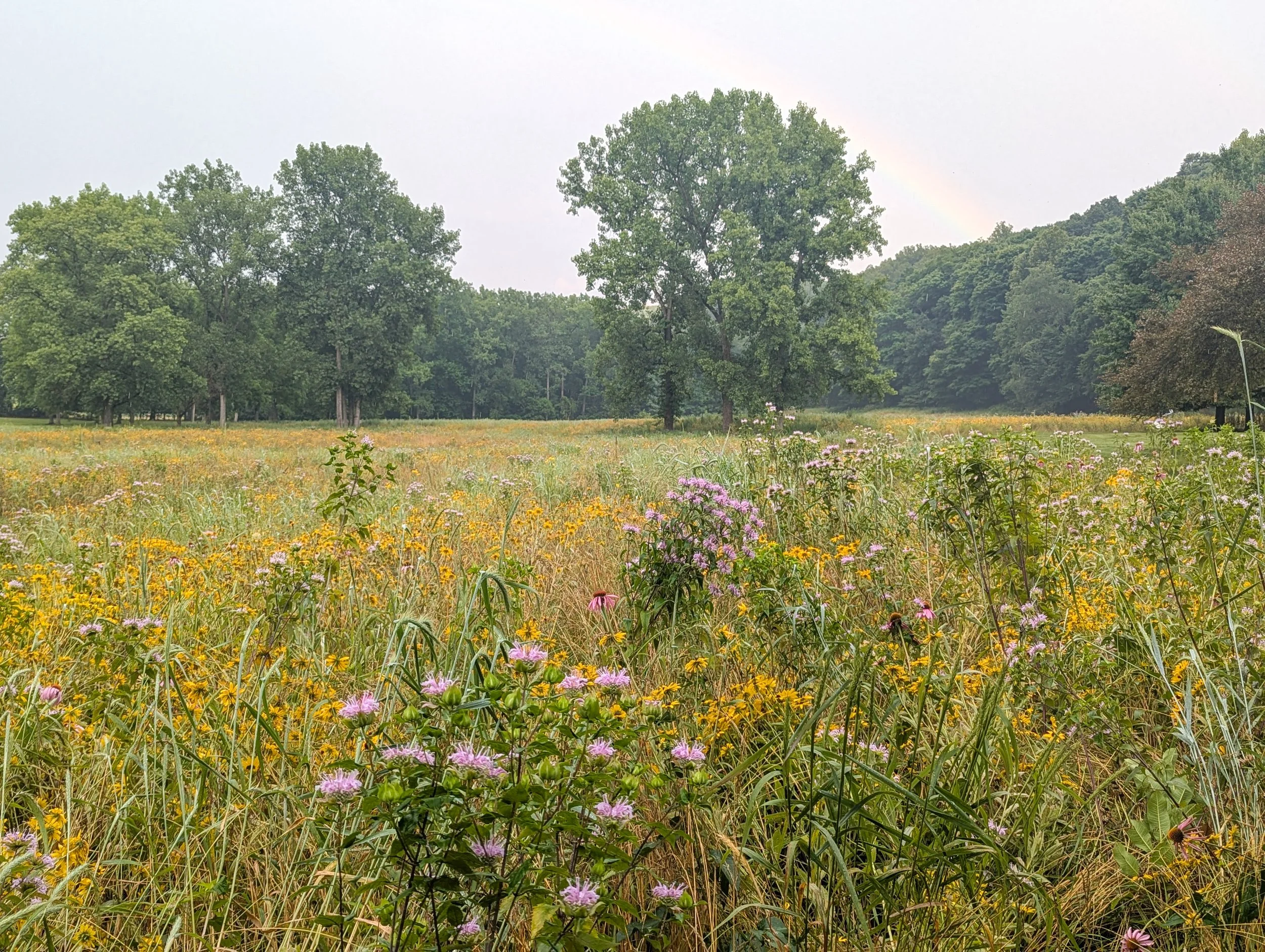 Open prairie with various grasses, trees, and wildflowers including Little bluestem, Penstemon, Coneflower, Milkweed, Asters, and Bergamot.