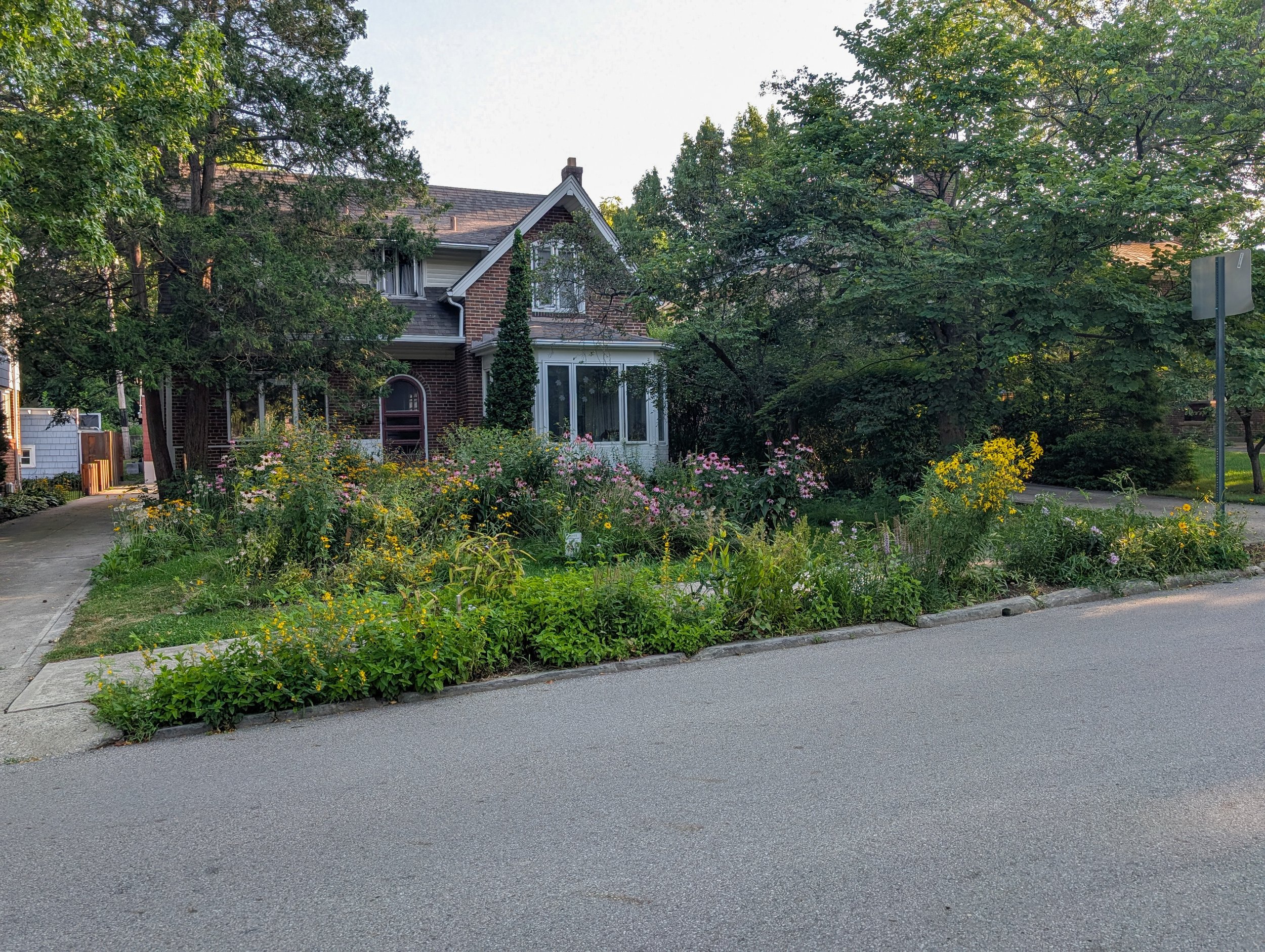 Front yard conversion garden with grasses, sedges, and wildflowers
