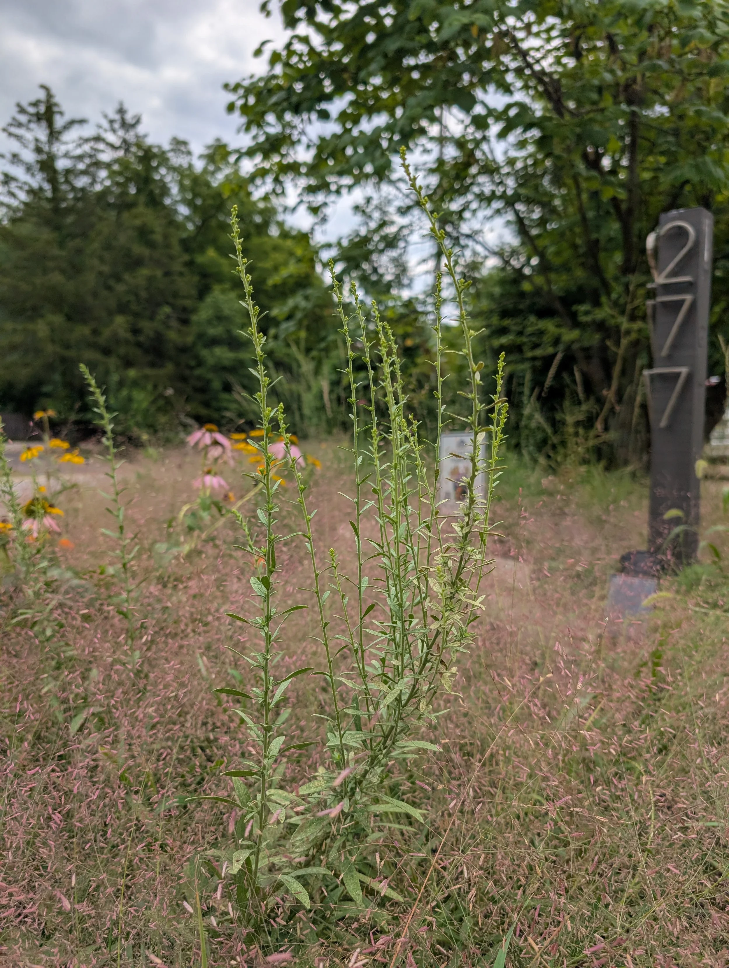 up close shot of Heath aster in a Purple lovegrass matrix