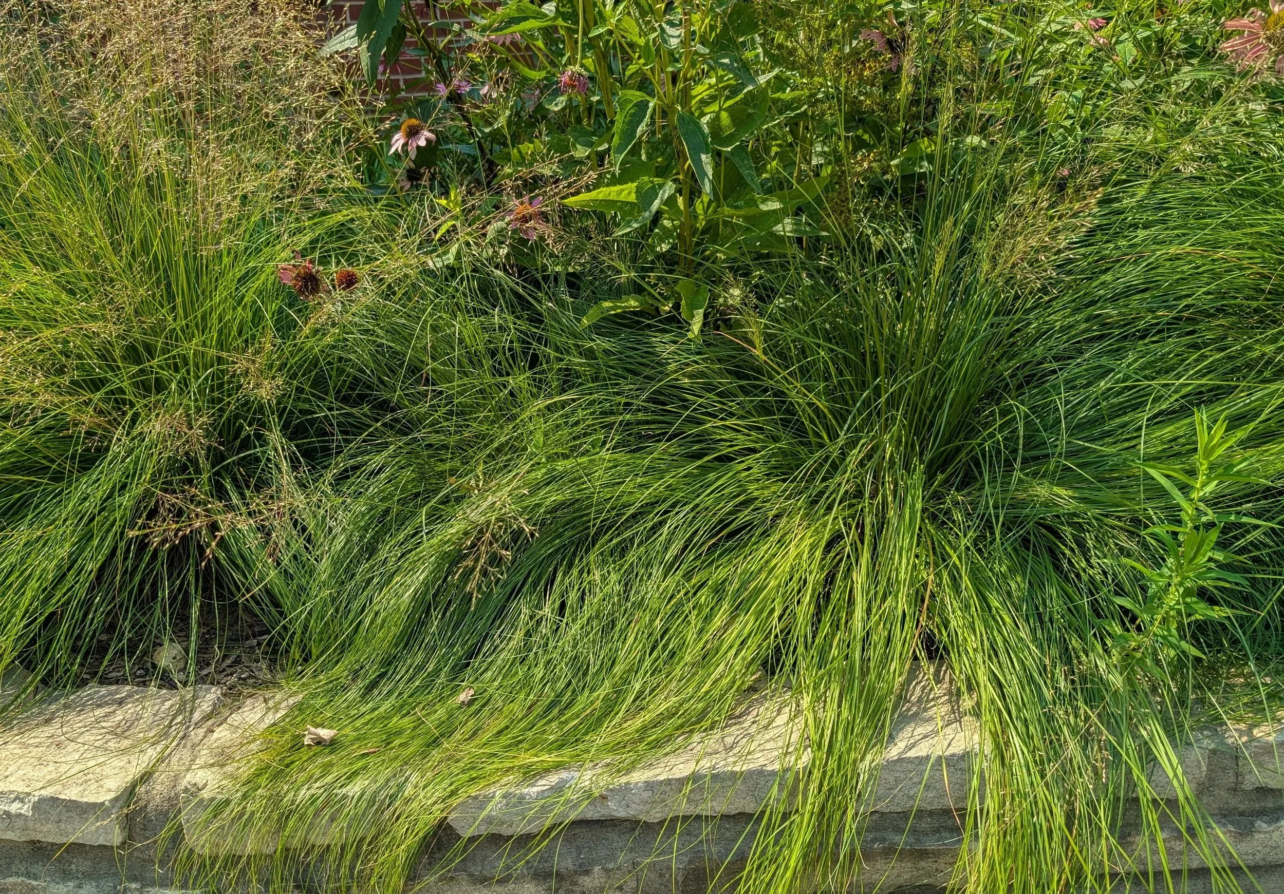 Prairie dropseed grass matrix with wildflowers