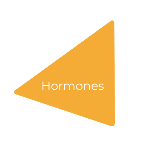 An orange arrow pointing to the right with the word 'Hormones' written inside it.