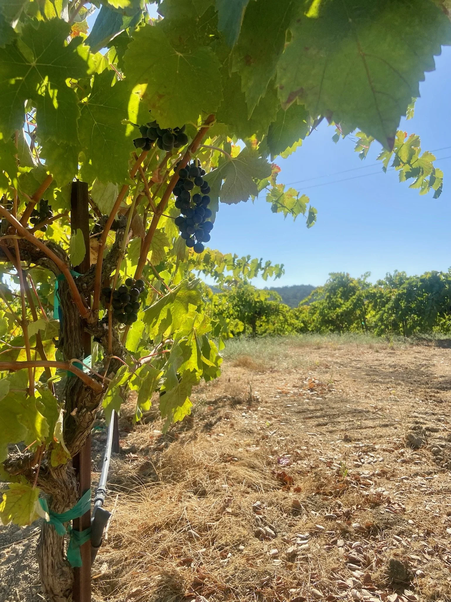 Best Wine Tours in Paso Robles California Central Coast - Wine Country