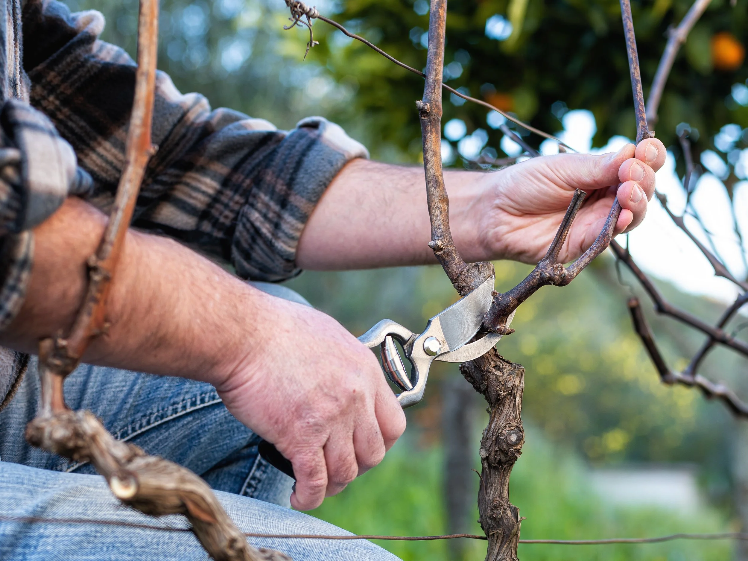 The Techniques Behind the Craft: Spur vs. Cane Pruning