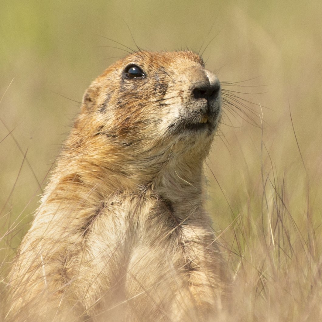 Prairie Watch — Yellowstone National Park.
A prairie dog rises above the grass to survey the open landscape, alert to every sound and movement around it.
