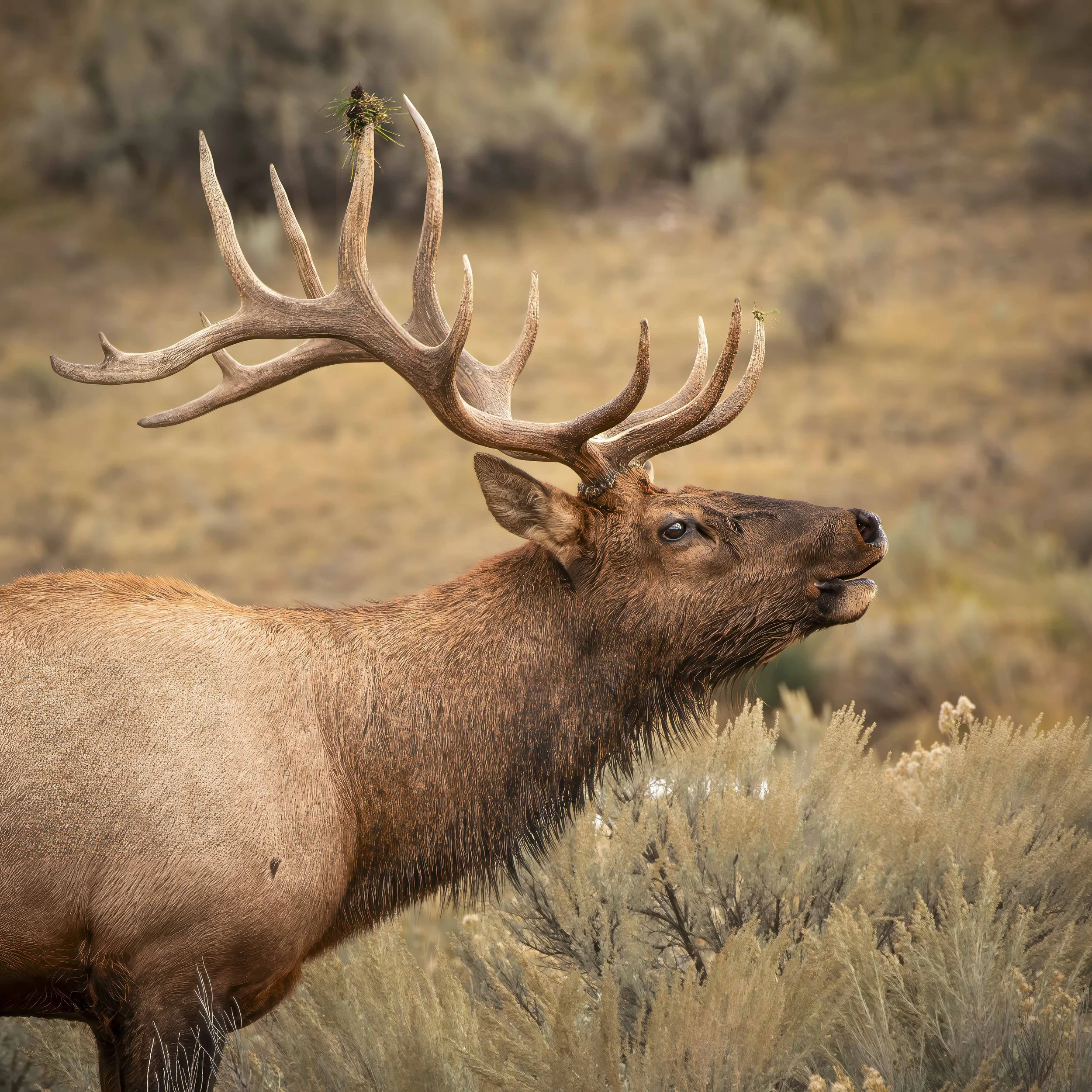 Elk Bull