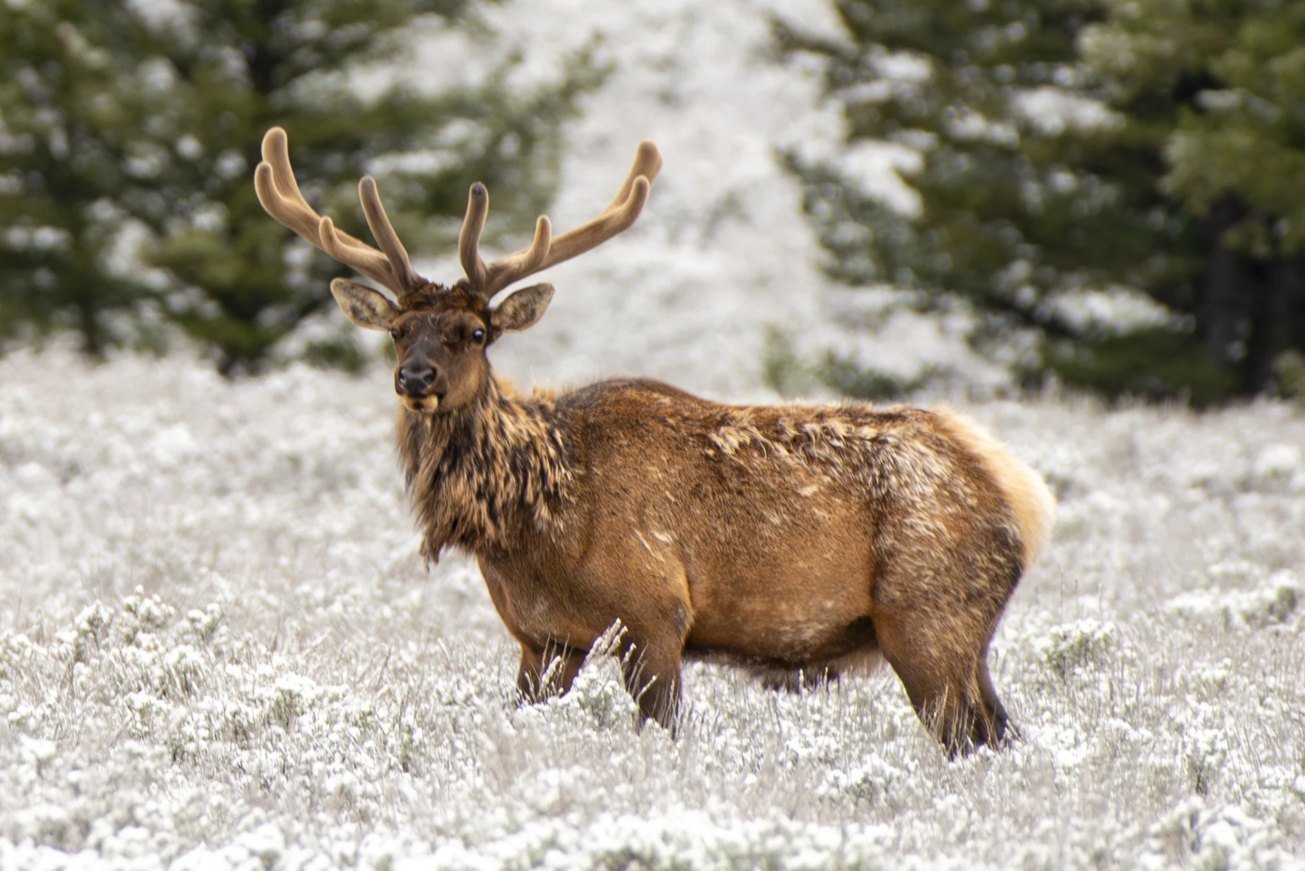 Elk in Early Snow — Grand Teton National Park.
A bull elk stands quietly in a meadow touched by the season’s first snow, caught between autumn color and winter stillness.