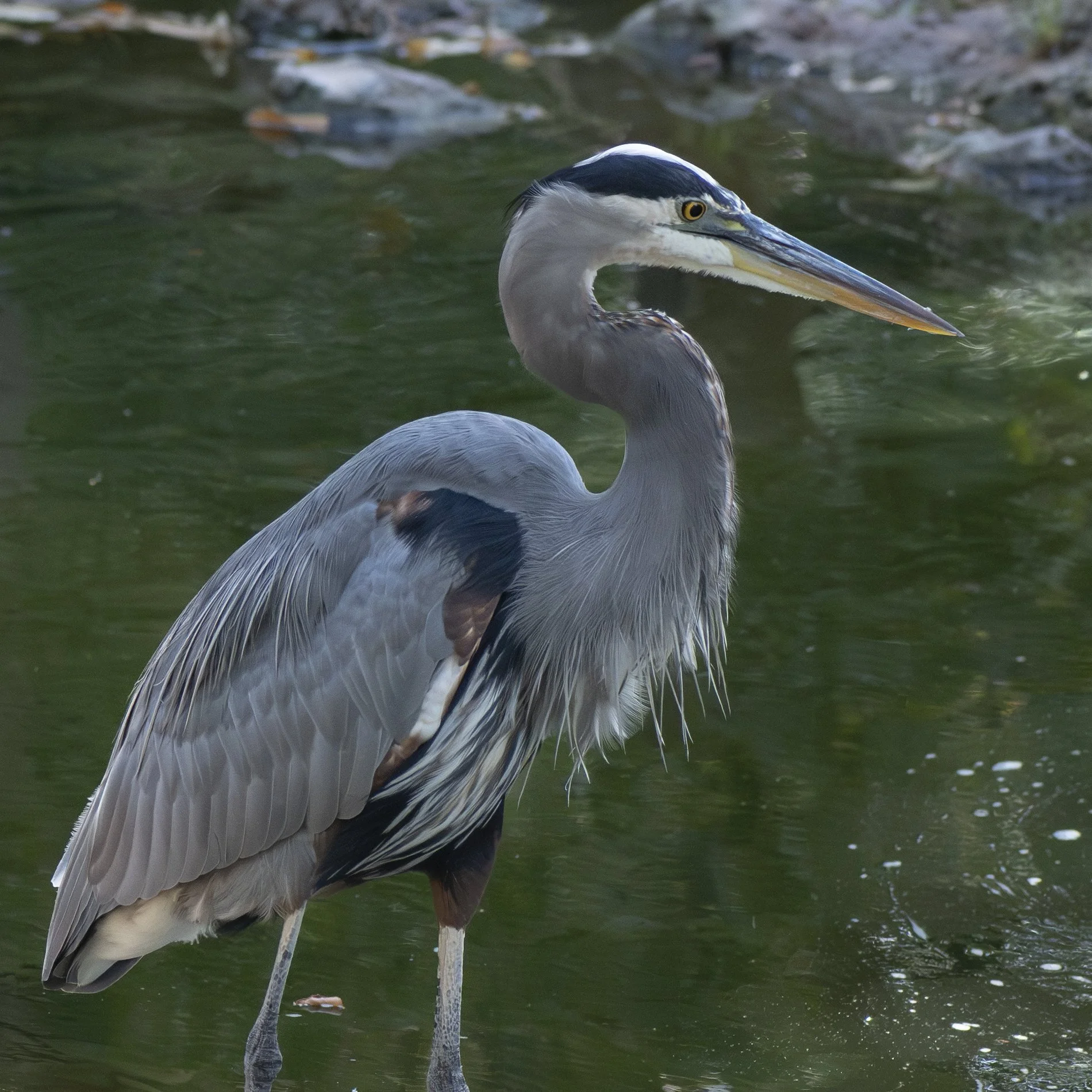 Great Blue Heron — Fort Worth, Texas.
A great blue heron waits beside the water, still and attentive between each measured step.