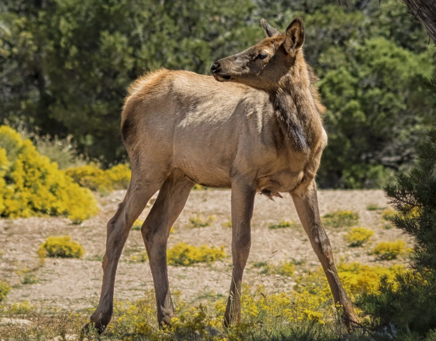 Cow Elk in the Meadow — Grand Canyon National Park.
A cow elk pauses among wildflowers and grasses, listening toward the distant forest.