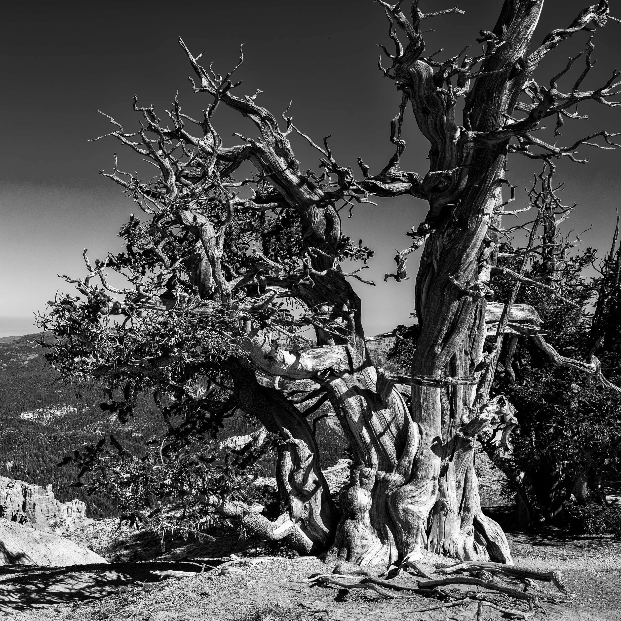 Bristlecone Pine
Twisted by wind, weather, and time, an ancient bristlecone pine clings to the mountainside.
