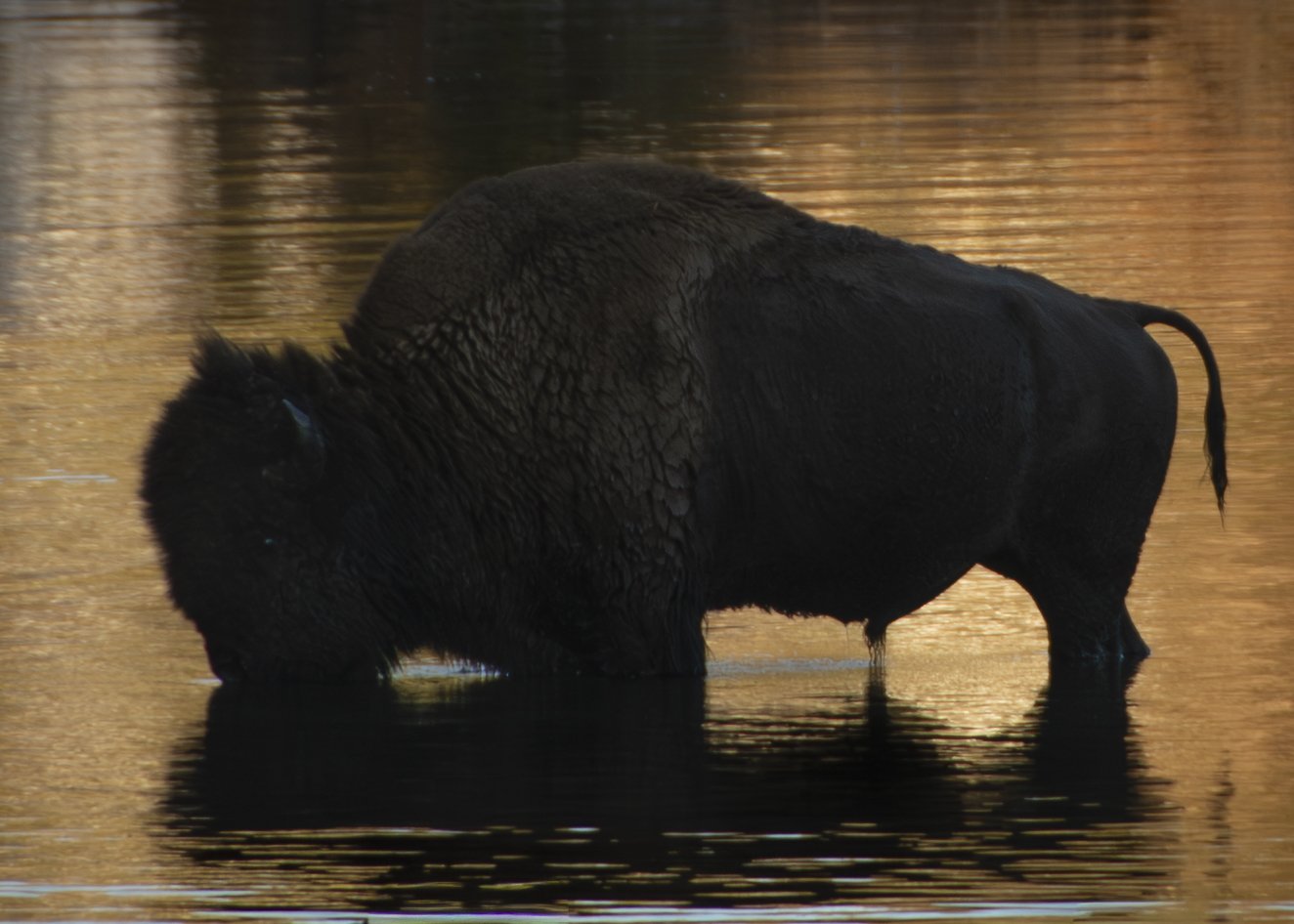 Bison at the Water’s Edge — Yellowstone National Park.
A solitary bison stands in shallow river water as warm reflections gather around its dark silhouette.