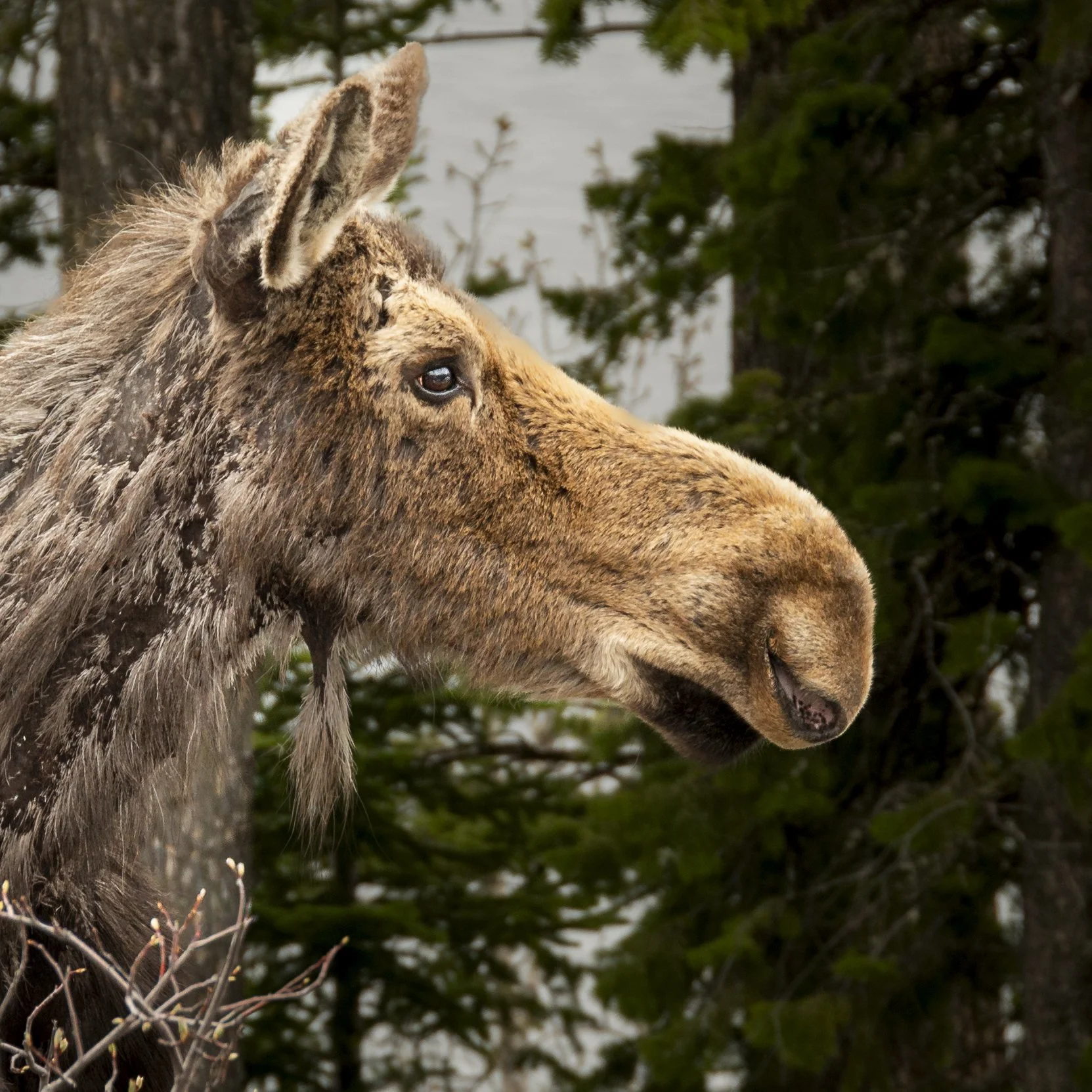Moose of the Grand Tetons — Grand Teton National Park.
A moose turns in profile, its weathered face framed by the dark evergreens of the mountain forest.