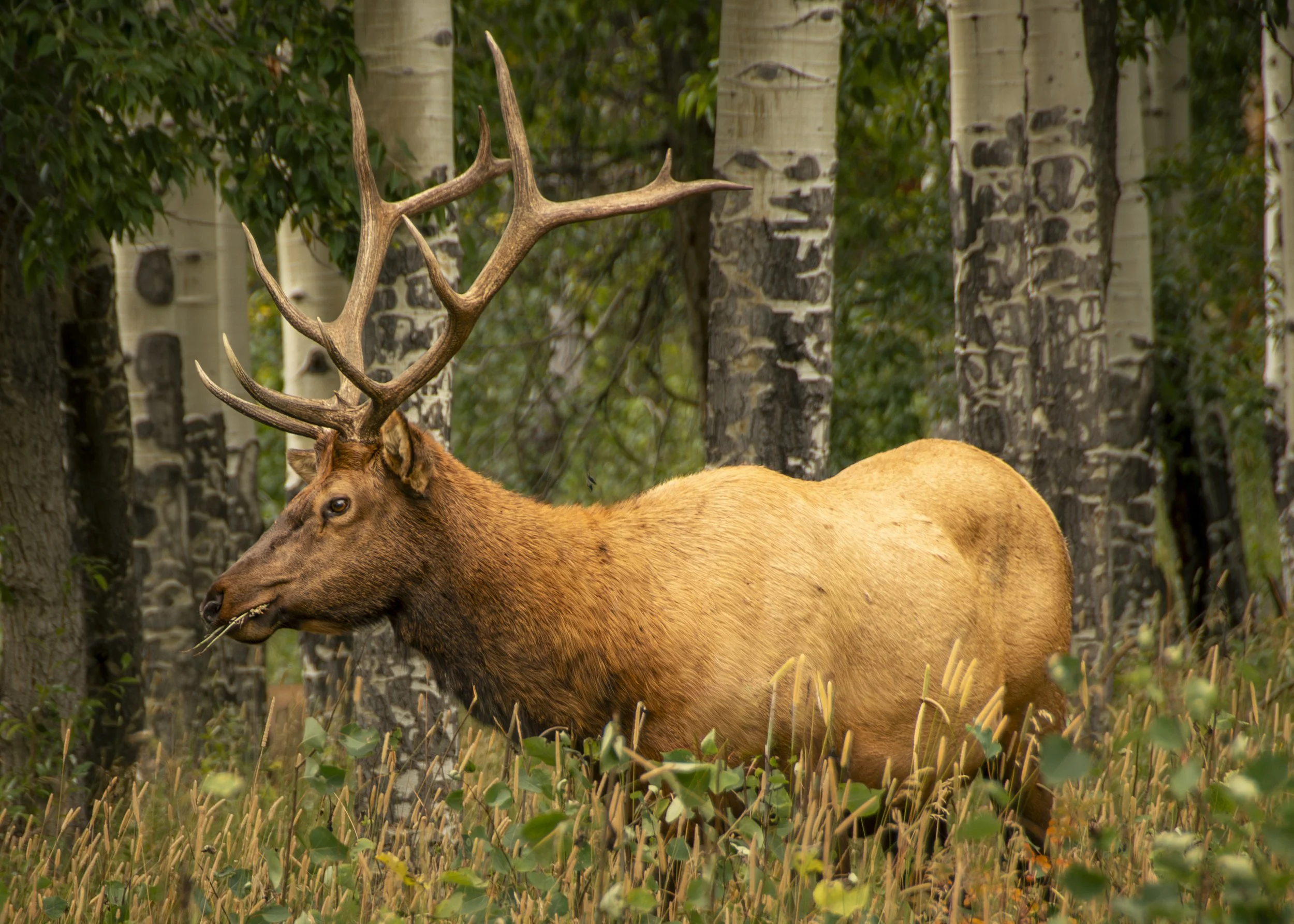 Bull Elk Among the Aspens — Rocky Mountain National Park.
A mature bull elk moves through the aspens, surrounded by the colors, textures, and shelter of the forest.