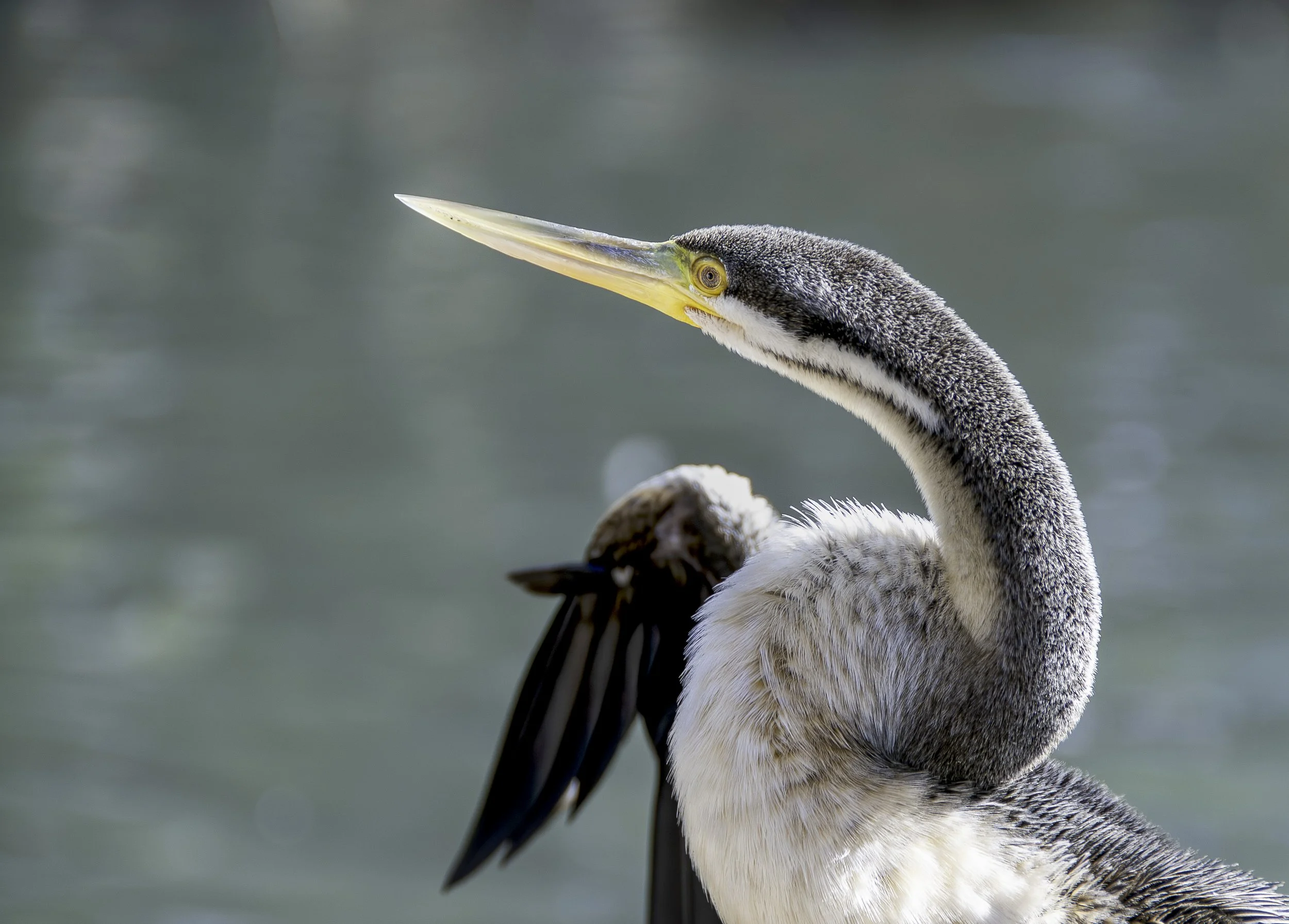 Australasian Darter — Adelaide, Australia.
An Australasian darter pauses above the water, its long neck curved and its gaze fixed beyond the frame.