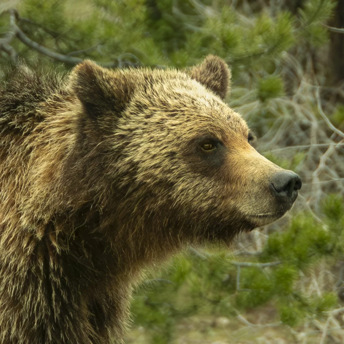 Grizzly Portrait — Grand Teton National Park.
A grizzly bear pauses among the evergreens, watchful and completely at home in the wilderness.