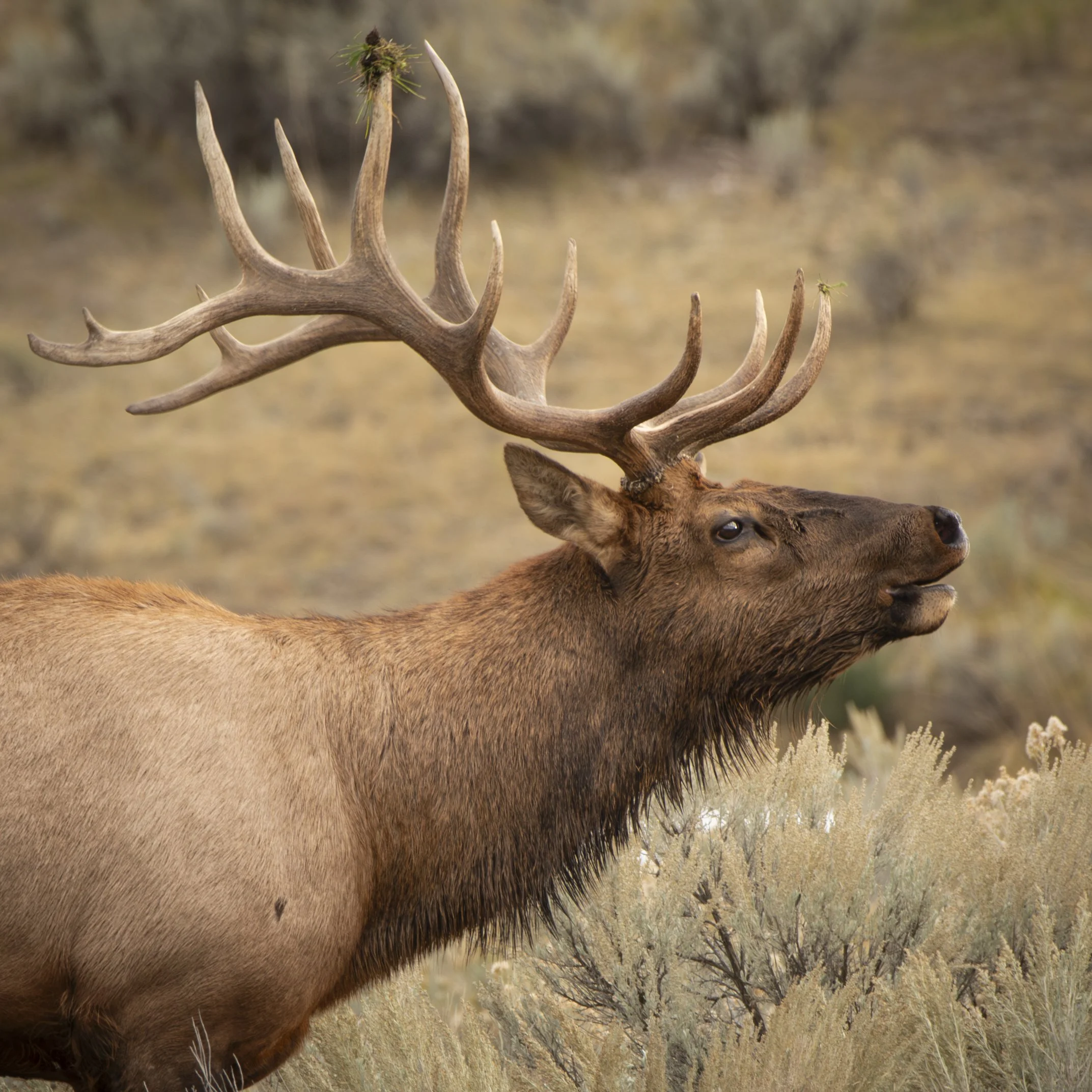 Bull Elk in Sagebrush — Yellowstone National Park.
A mature bull elk lifts his head above the sagebrush, his antlers rising across the open landscape with strength and quiet command.