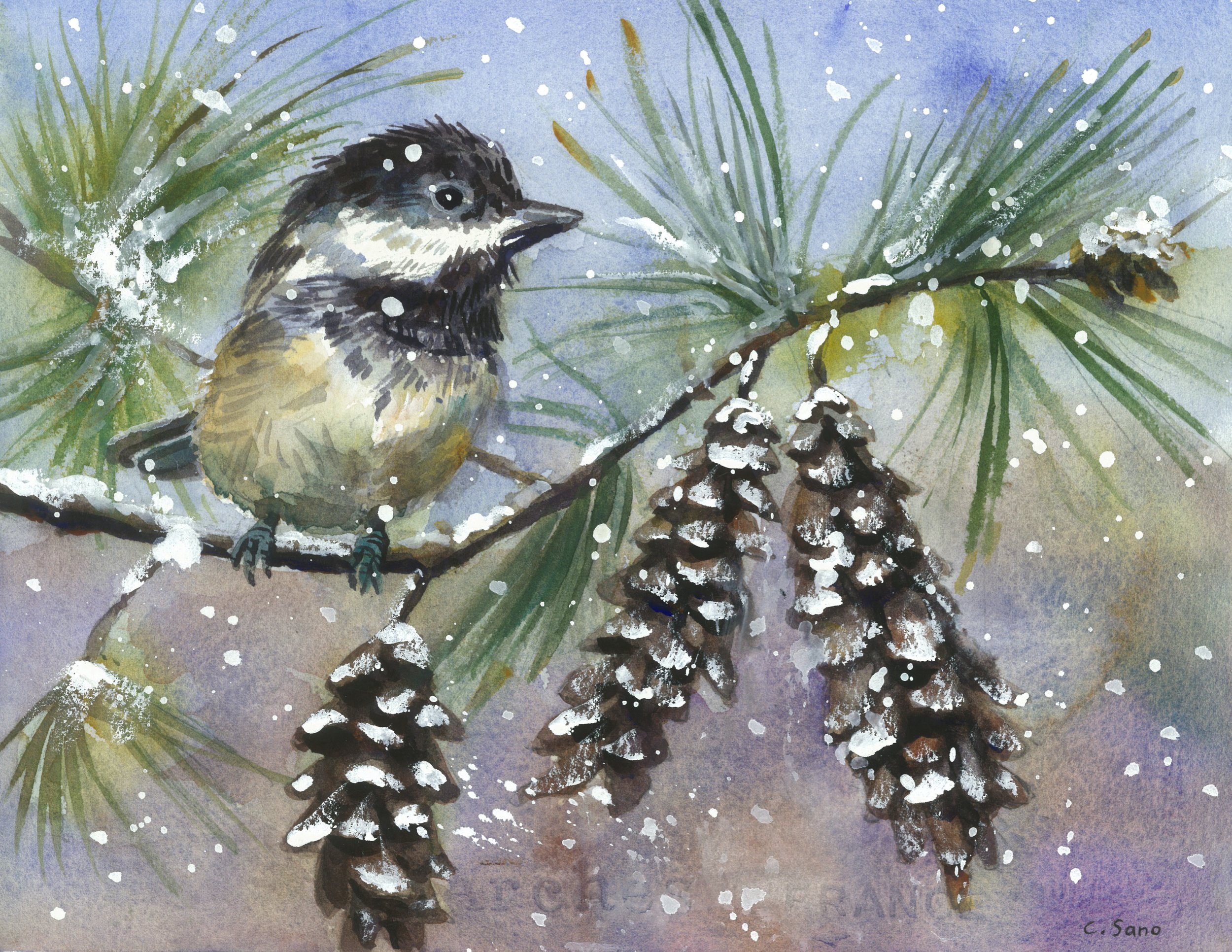 Chickadee jpg.jpeg