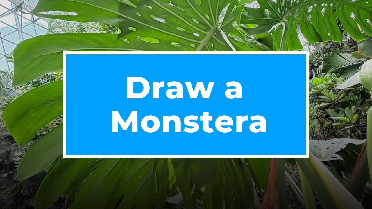 How to Draw a Monstera Leaf Step by Step 🌿