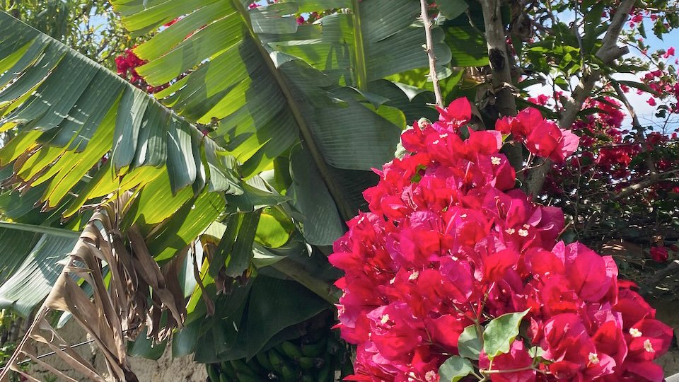 Personal image from Colombia connected to AndreaCataRo’s memories of colour, plants, and home.