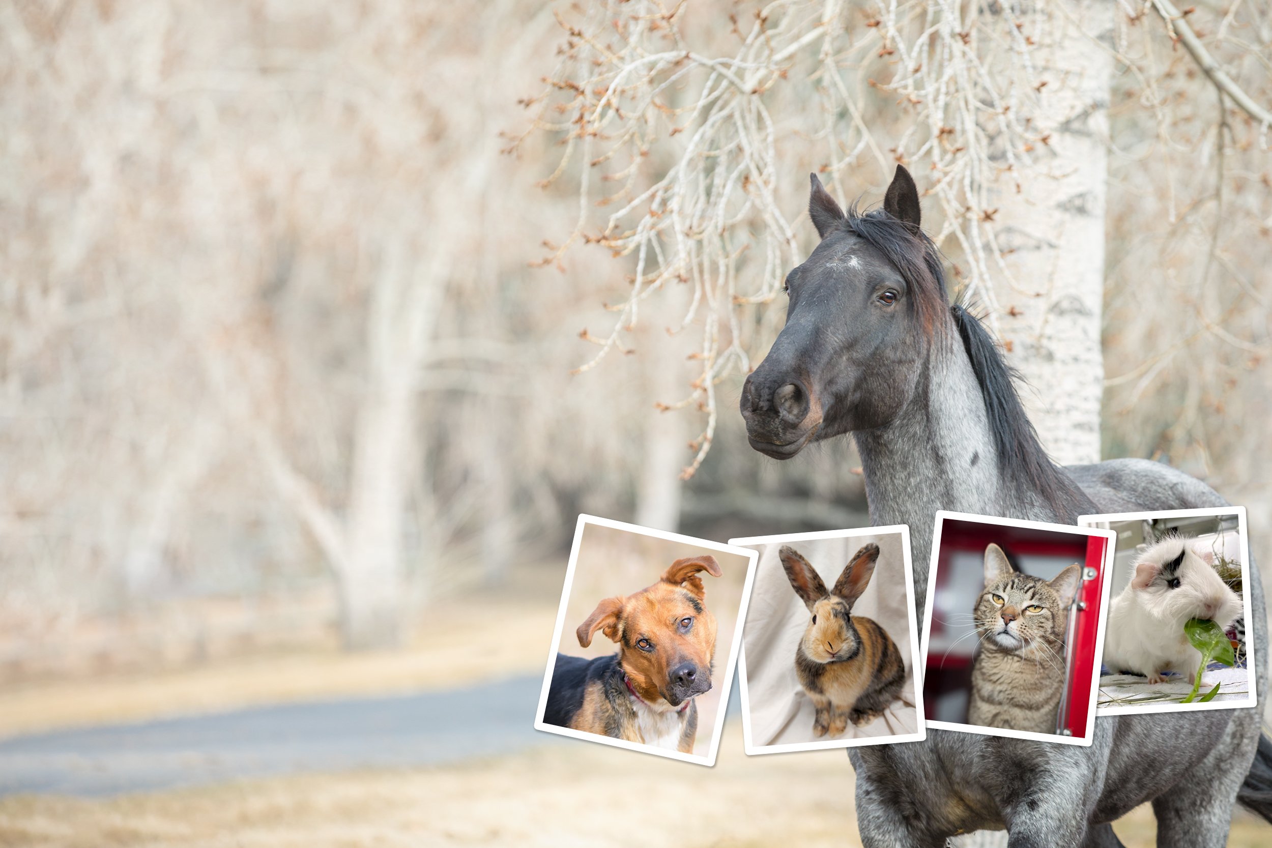 animal welfare coalition of alberta 