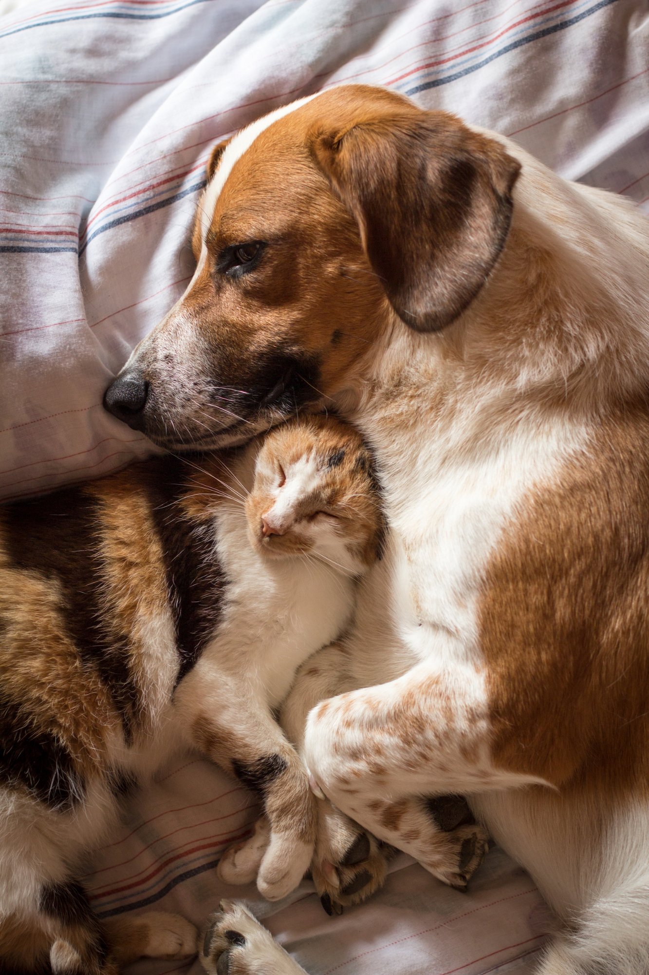 Animal Welfare Coalition of Alberta Animal Welfare Coalition of Alberta