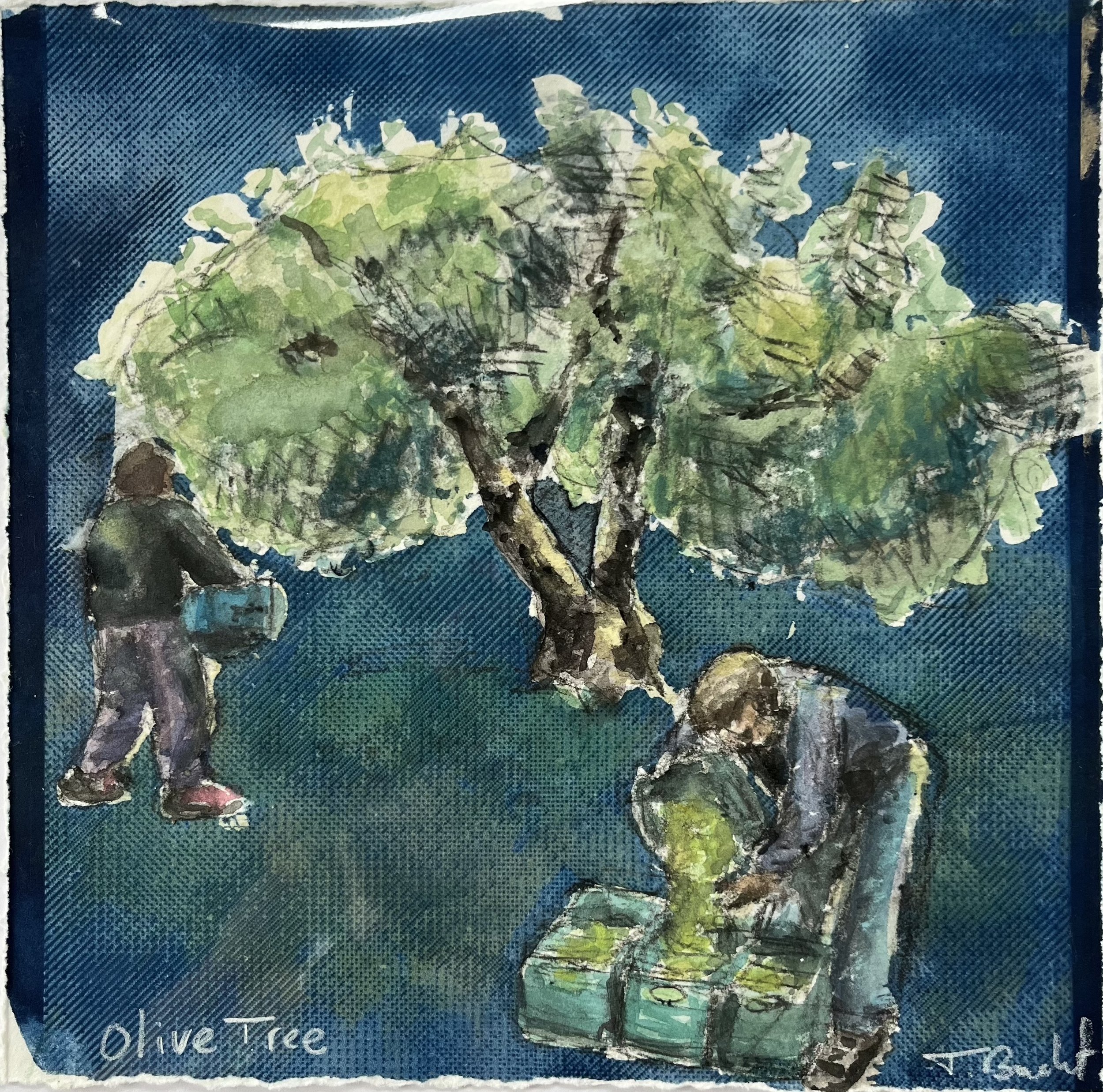 Olive-tree_2024.jpg
