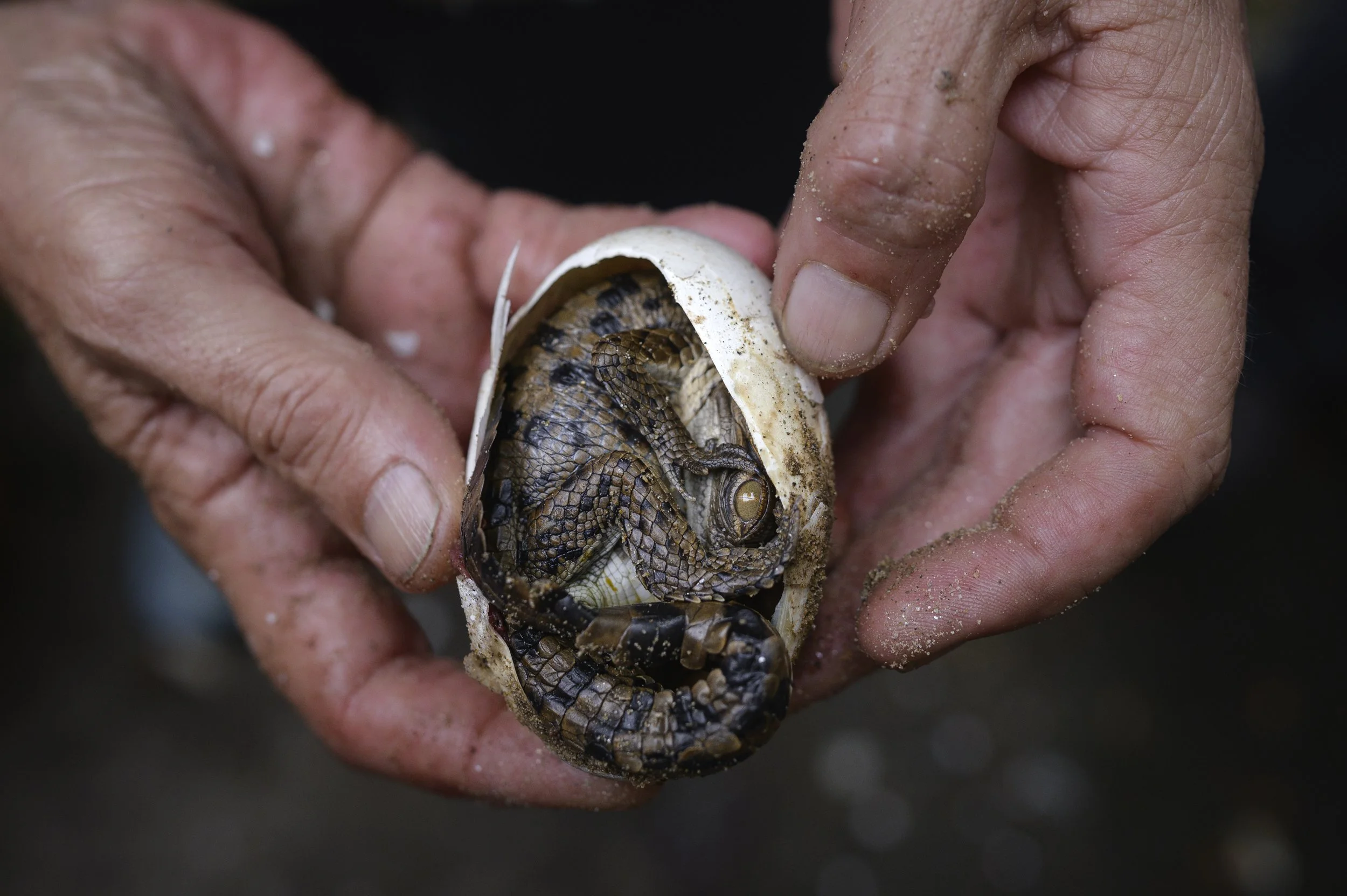The last-ditch race to save the Orinoco crocodile