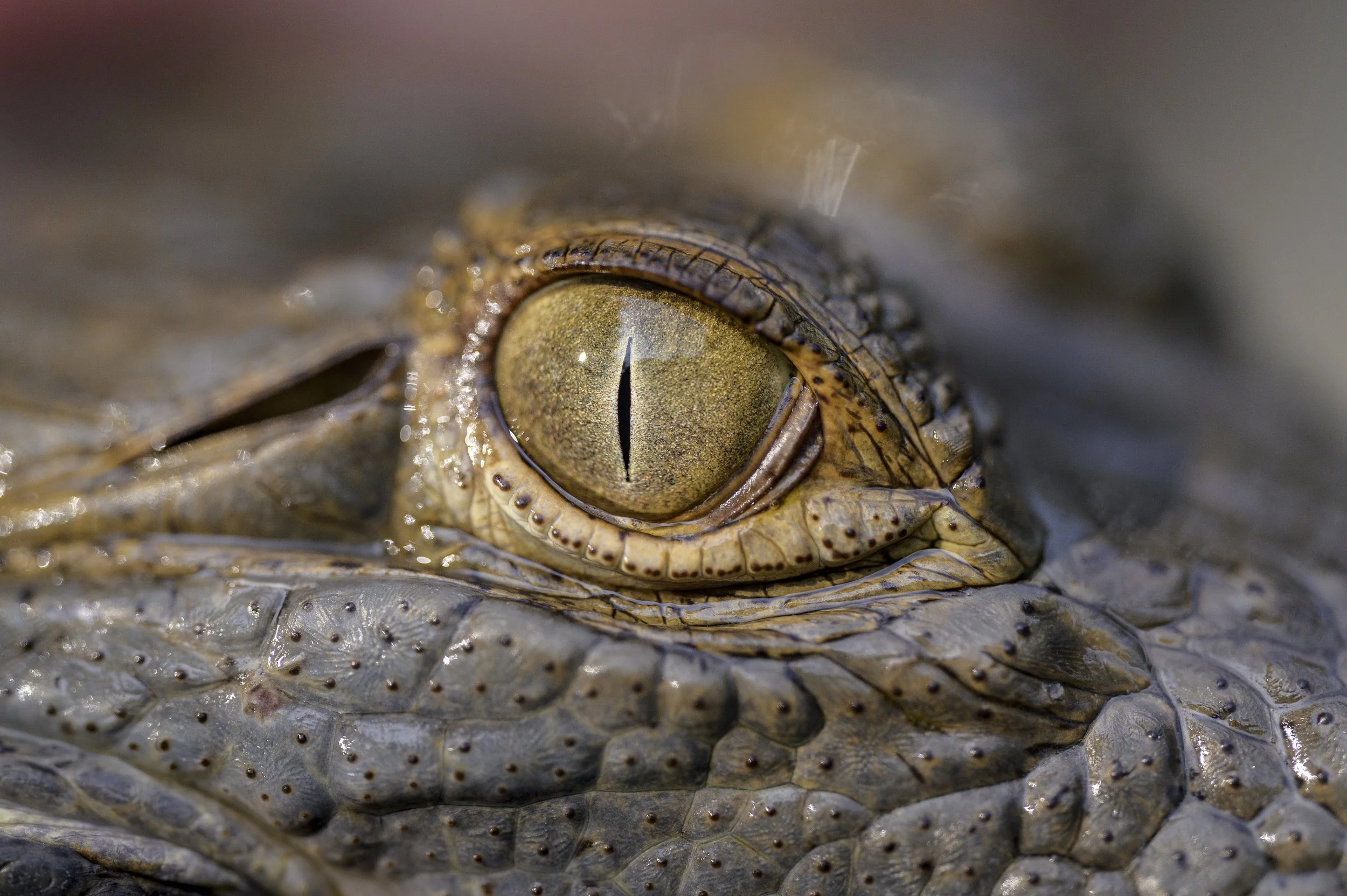 Orinoco Crocs-12.jpg