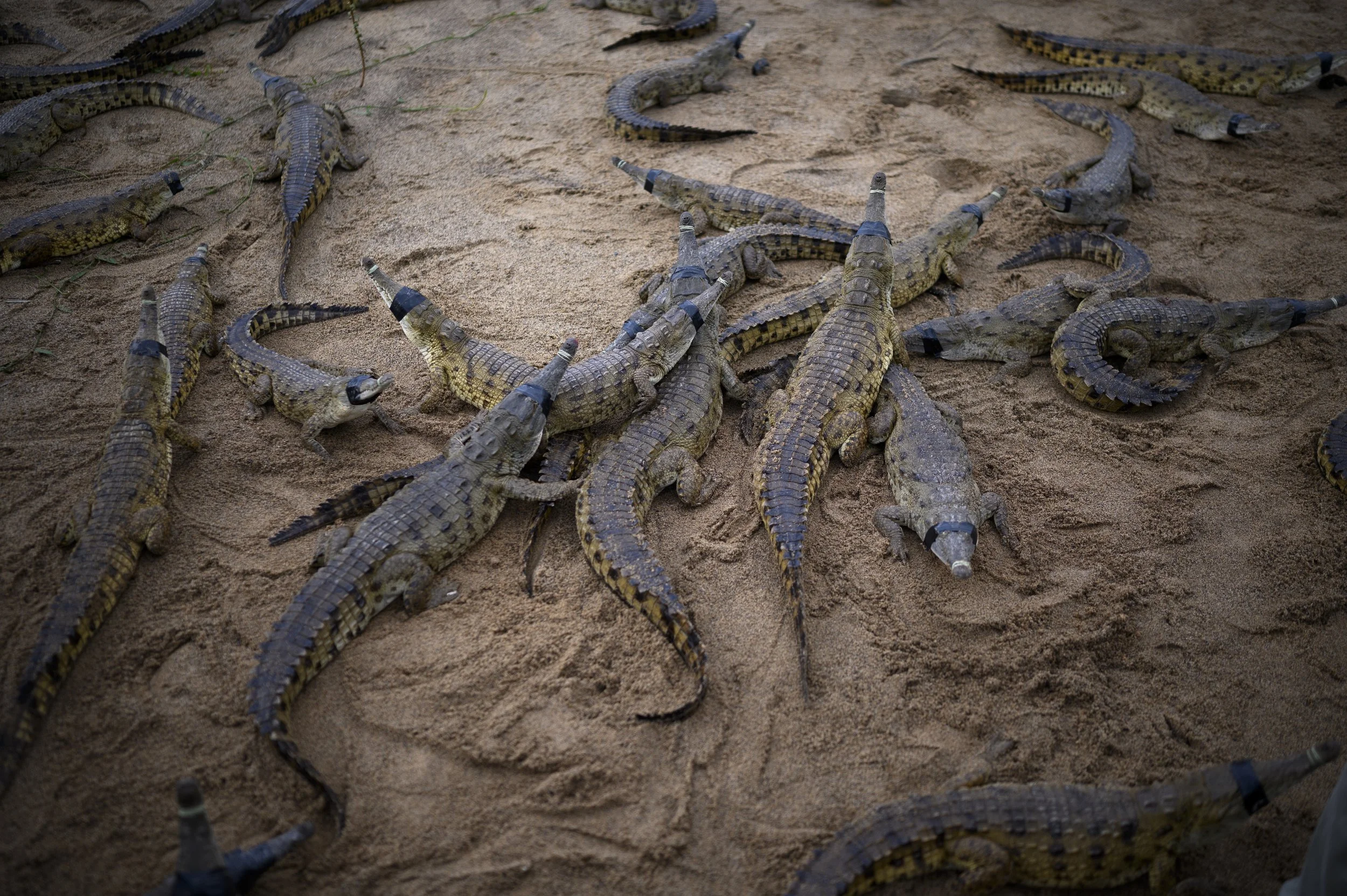 Orinoco Crocs-6.jpg