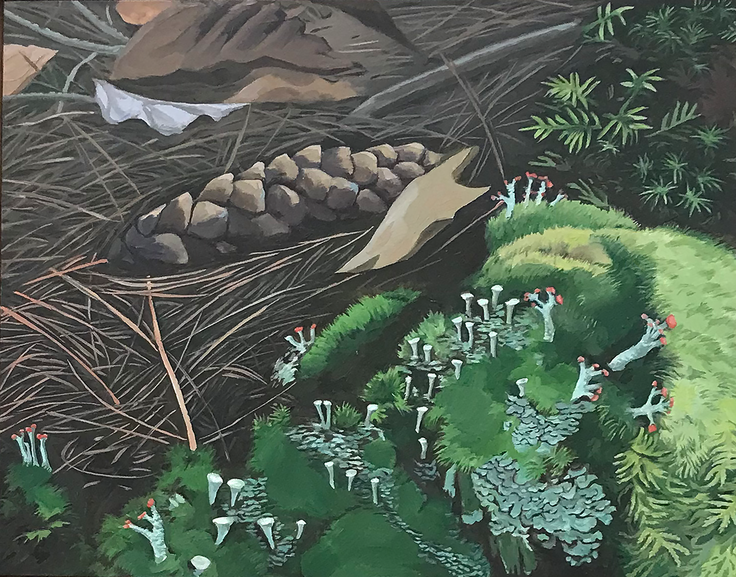 forest floor with moss, lichen, pine cone