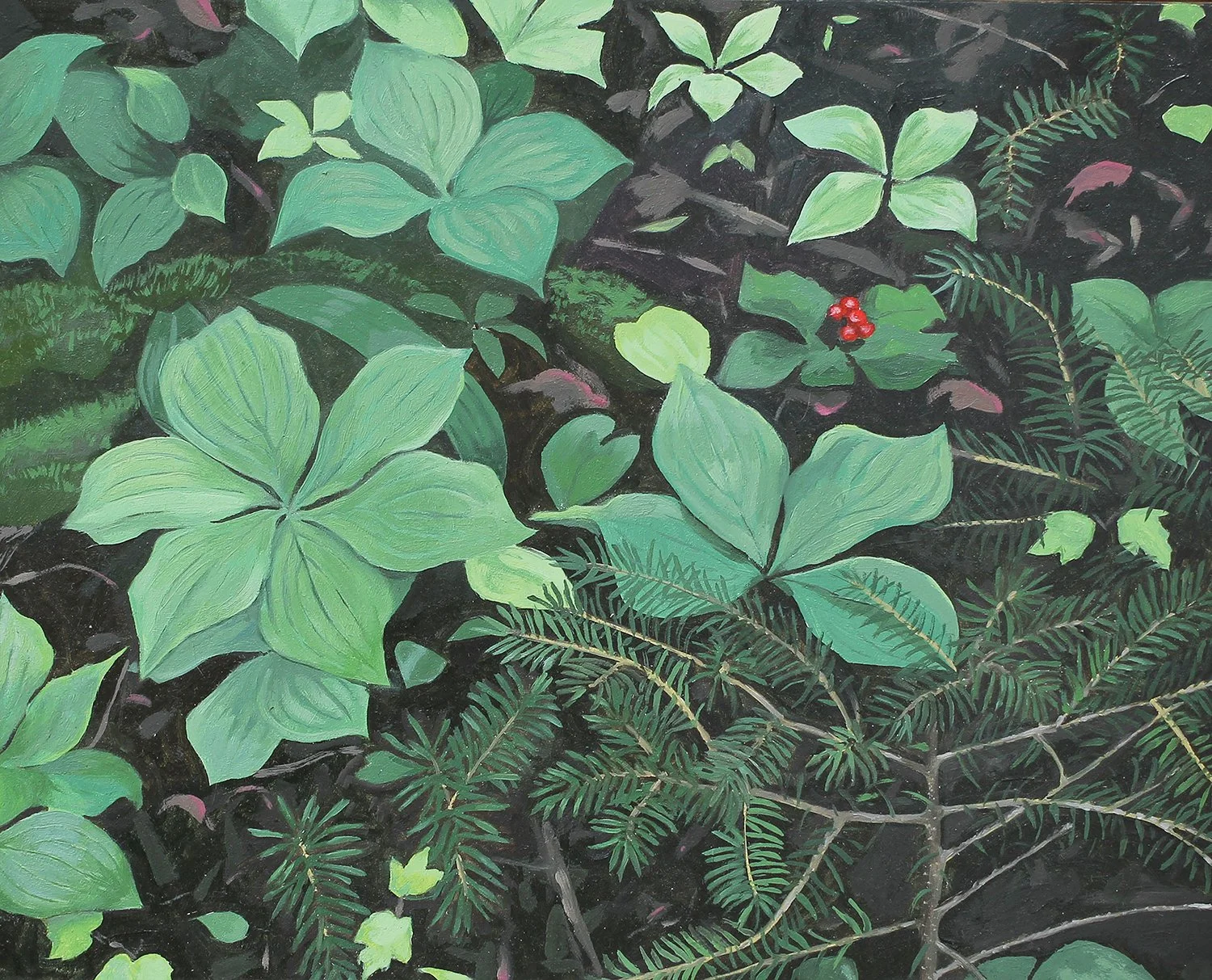 forest floor with bunchberry and hemlock