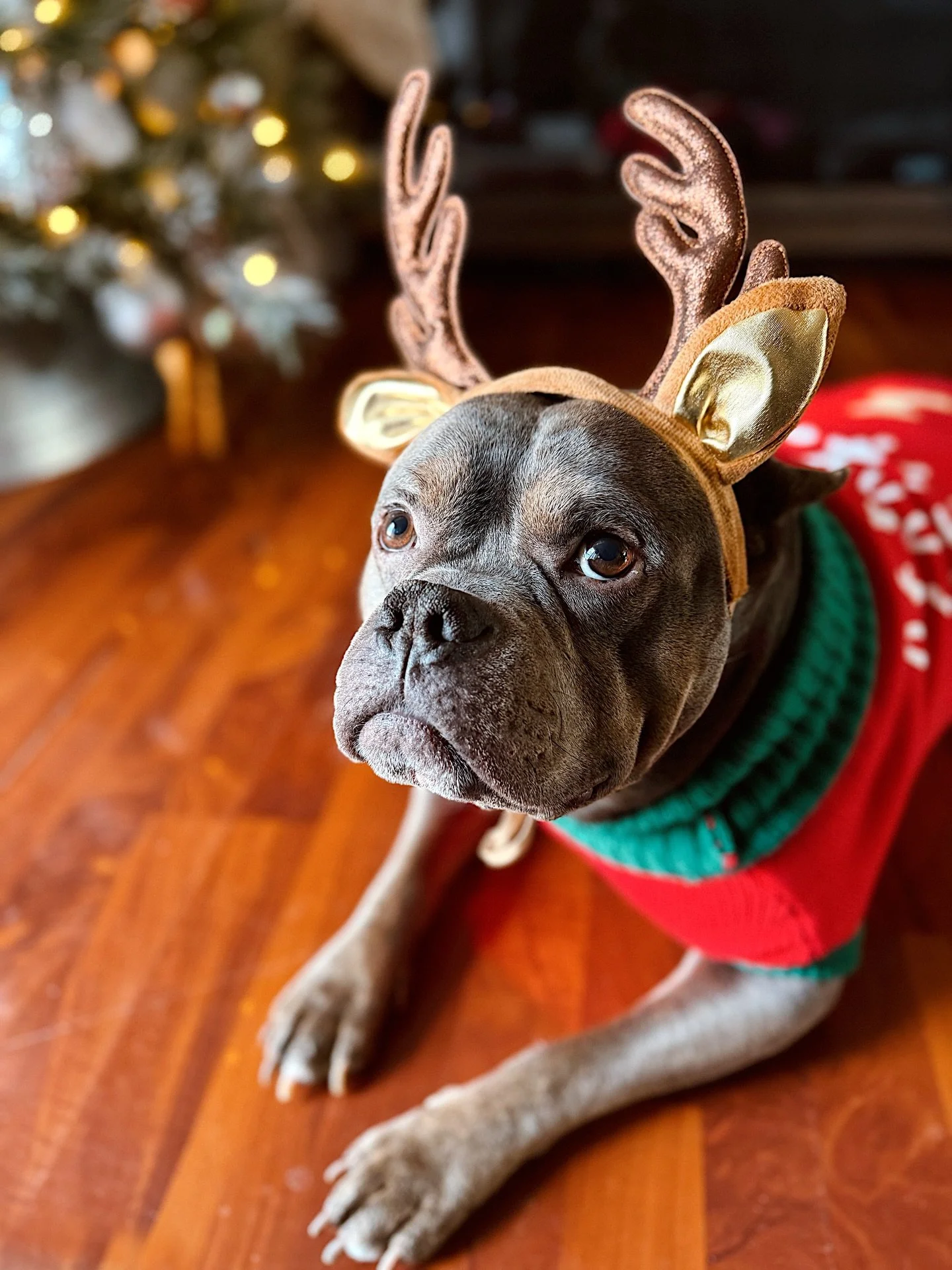 I&rsquo;m making him take Galentine&rsquo;s Day photos with me since this is all the holiday photo I got. Happy Holidays from Zeus (and me and mines).