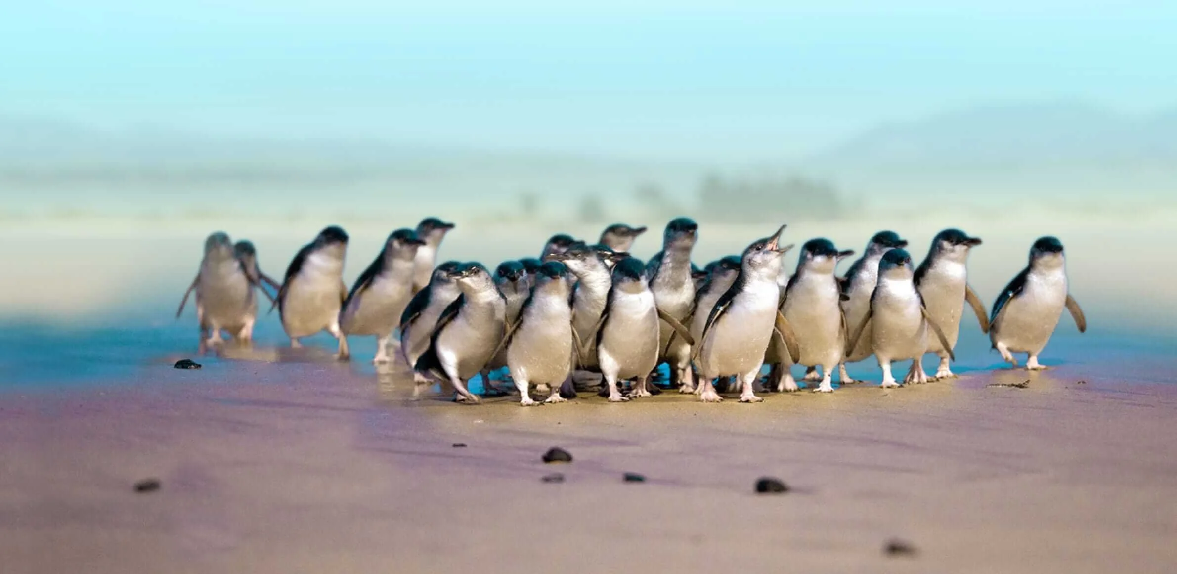 Book your tour — Blue Penguins Pukekura