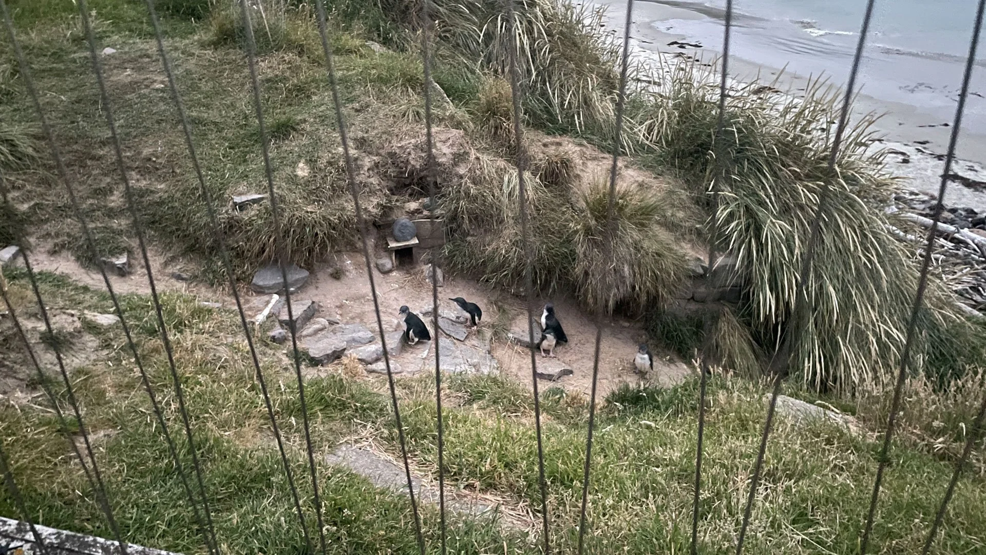 Gallery — Blue Penguins Pukekura