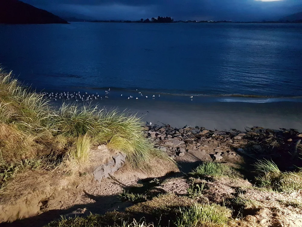 Gallery — Blue Penguins Pukekura