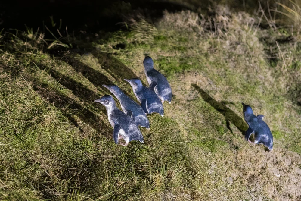 Otago Peninsula In-Depth Tour and Blue Penguins Pukekura Experience
