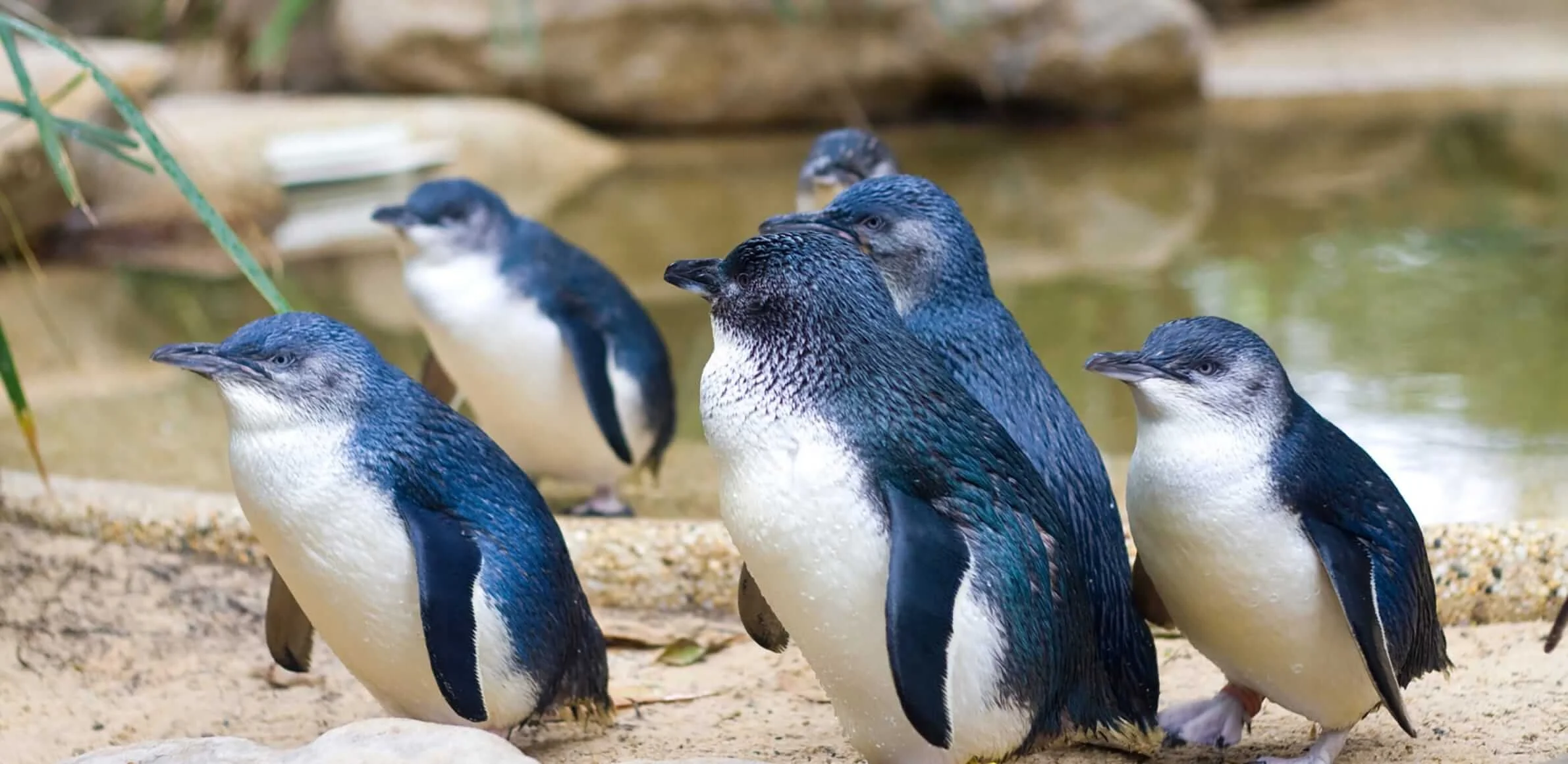 Blue Penguins Pukekura | Wildlife Tours - Dunedin