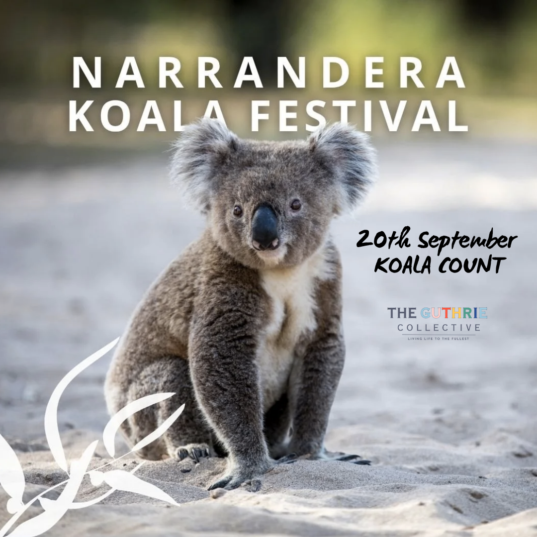 Bush Walk and Koala Count for the Koala Festival