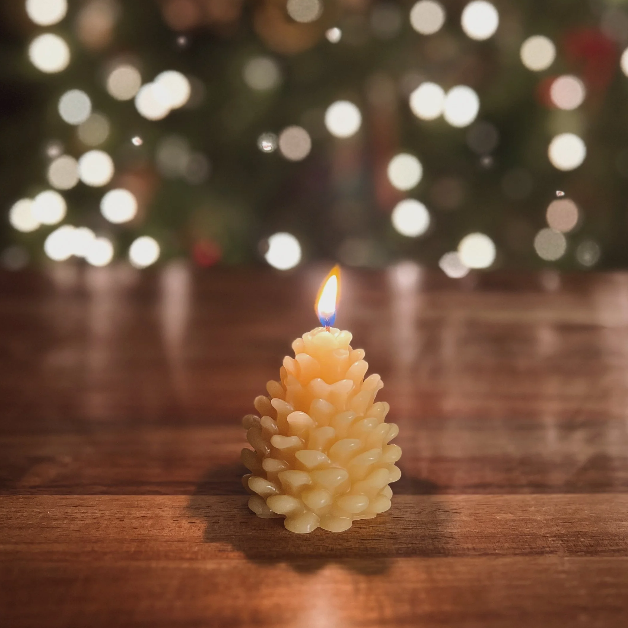 evergreen cone • beeswax candle