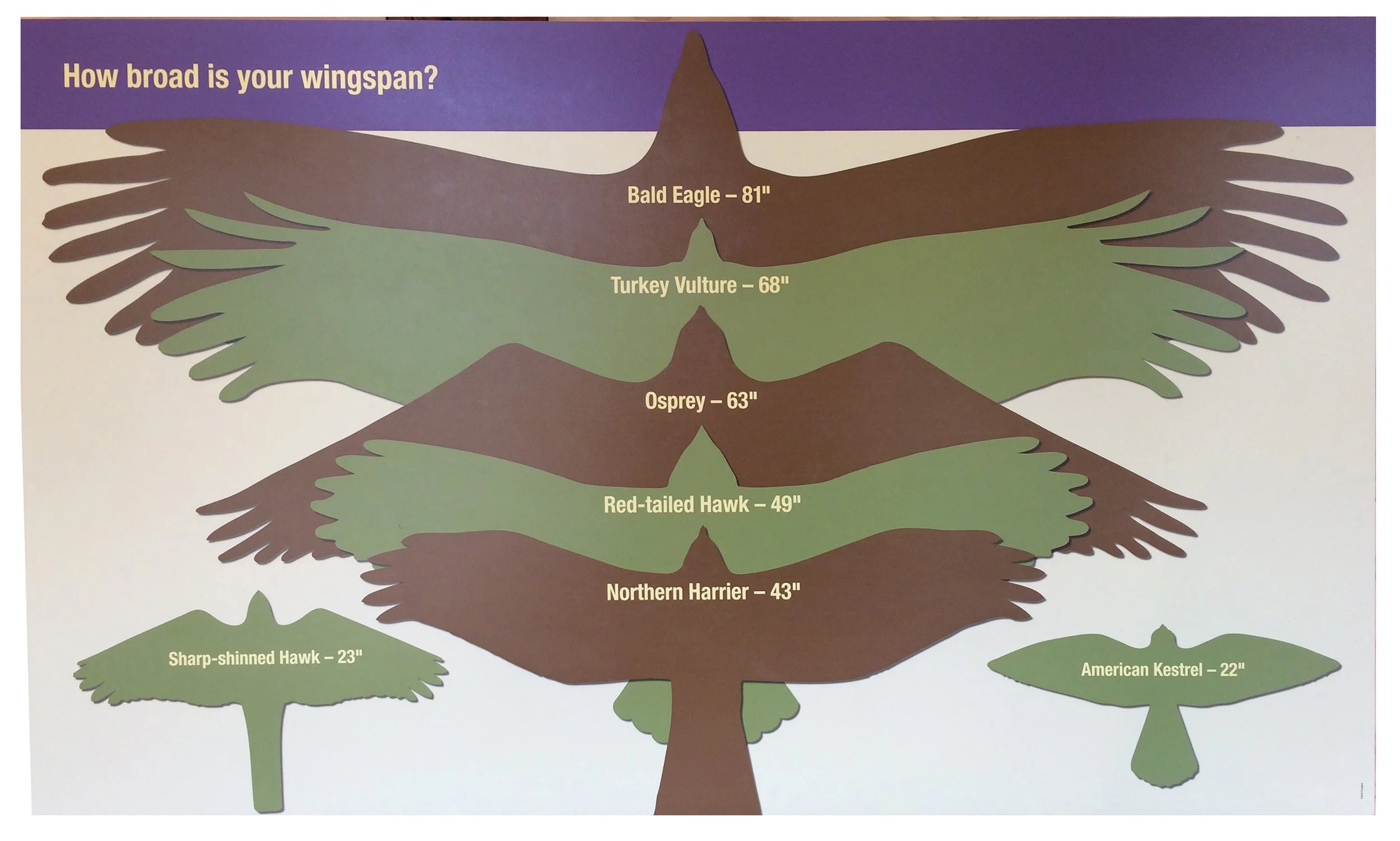Bird windspan silhouette.jpg