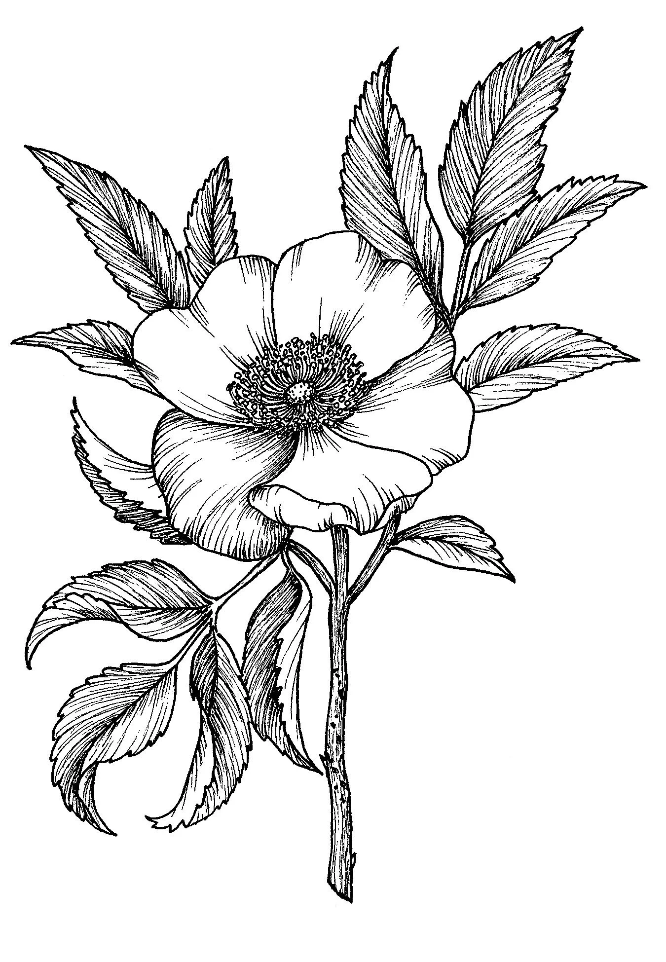 Rose.jpg
