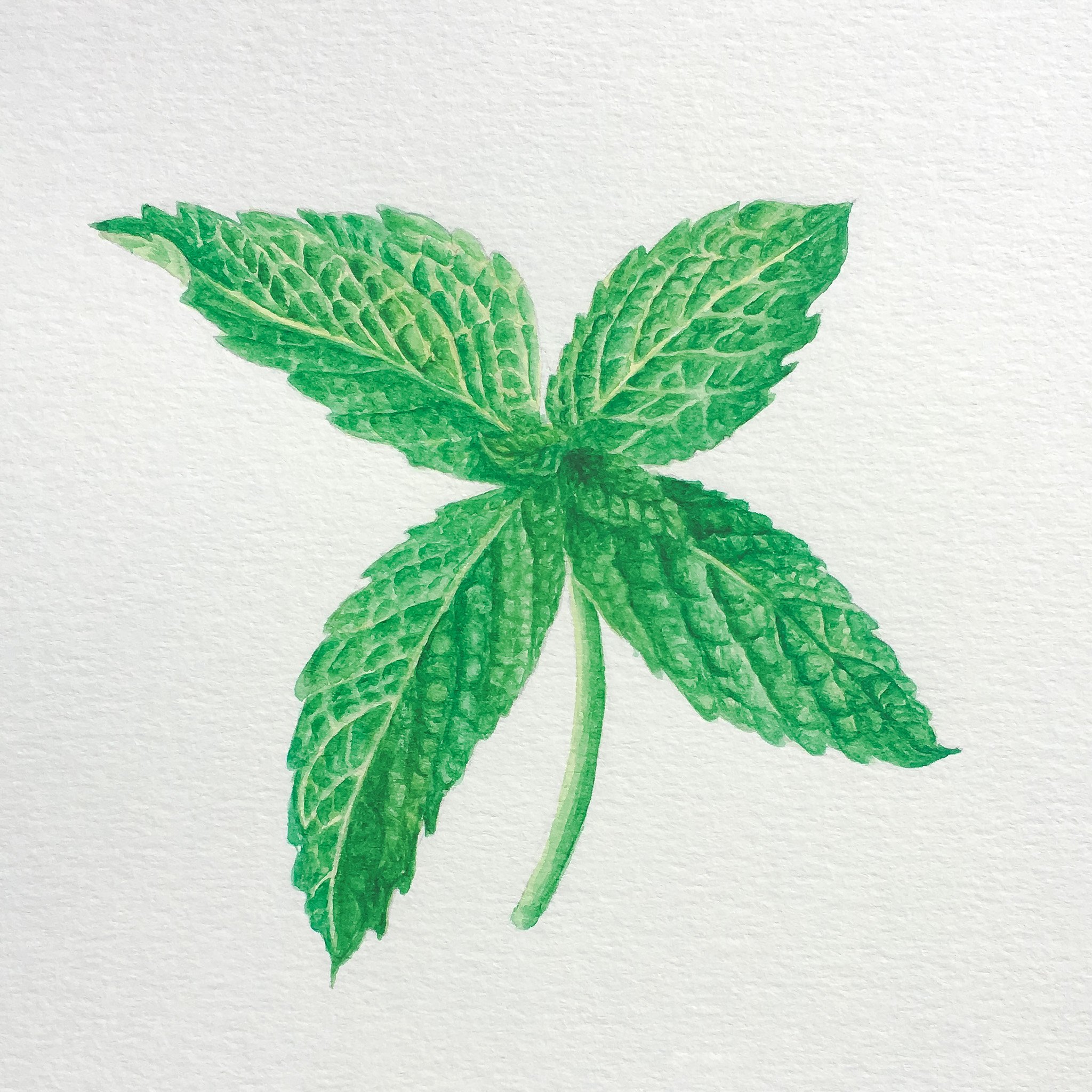 mint.jpg