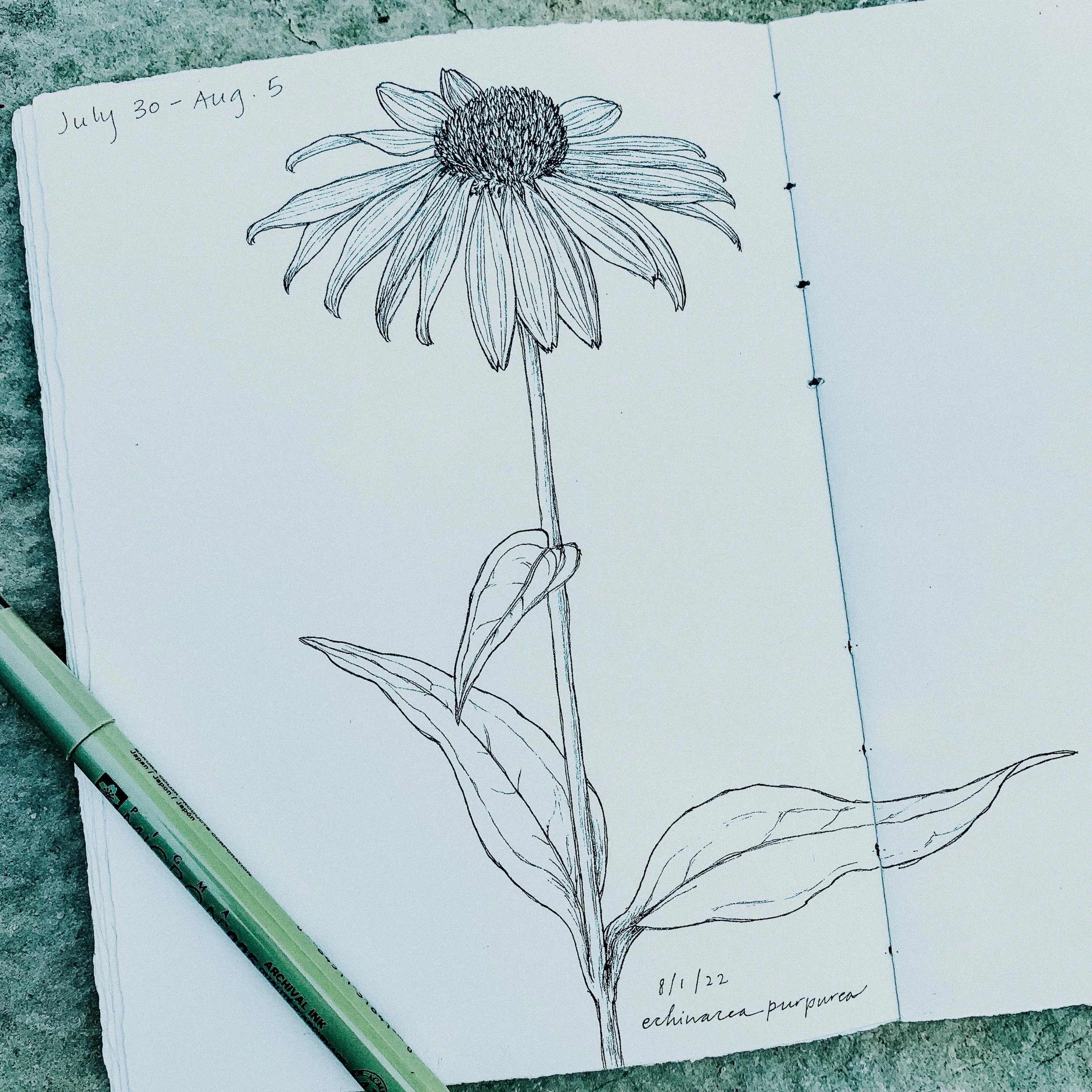 echinacea-3.jpg