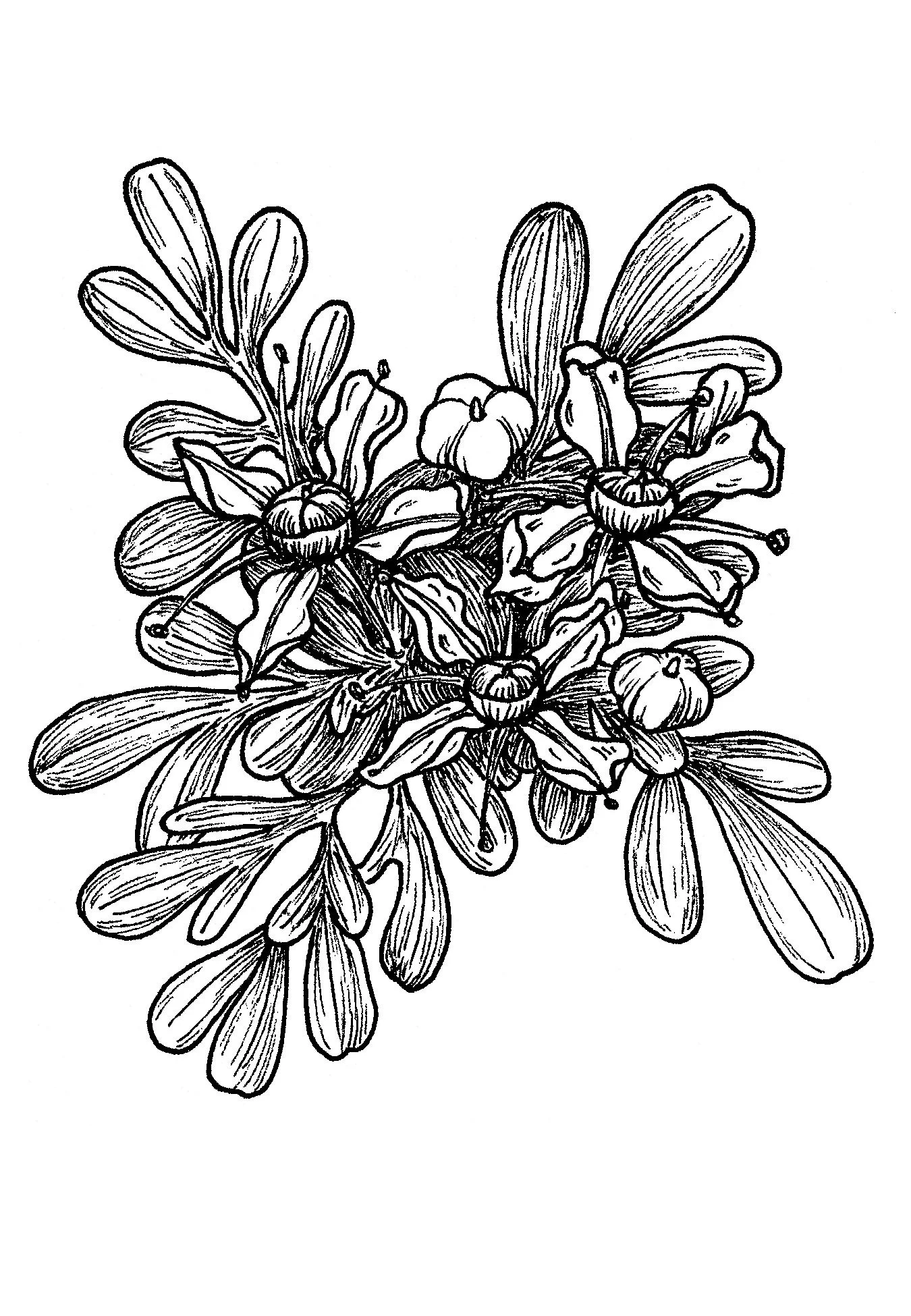 RueFlowers.jpg