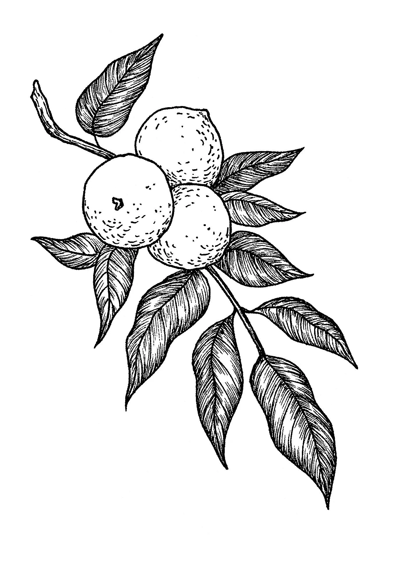 walnut.jpg