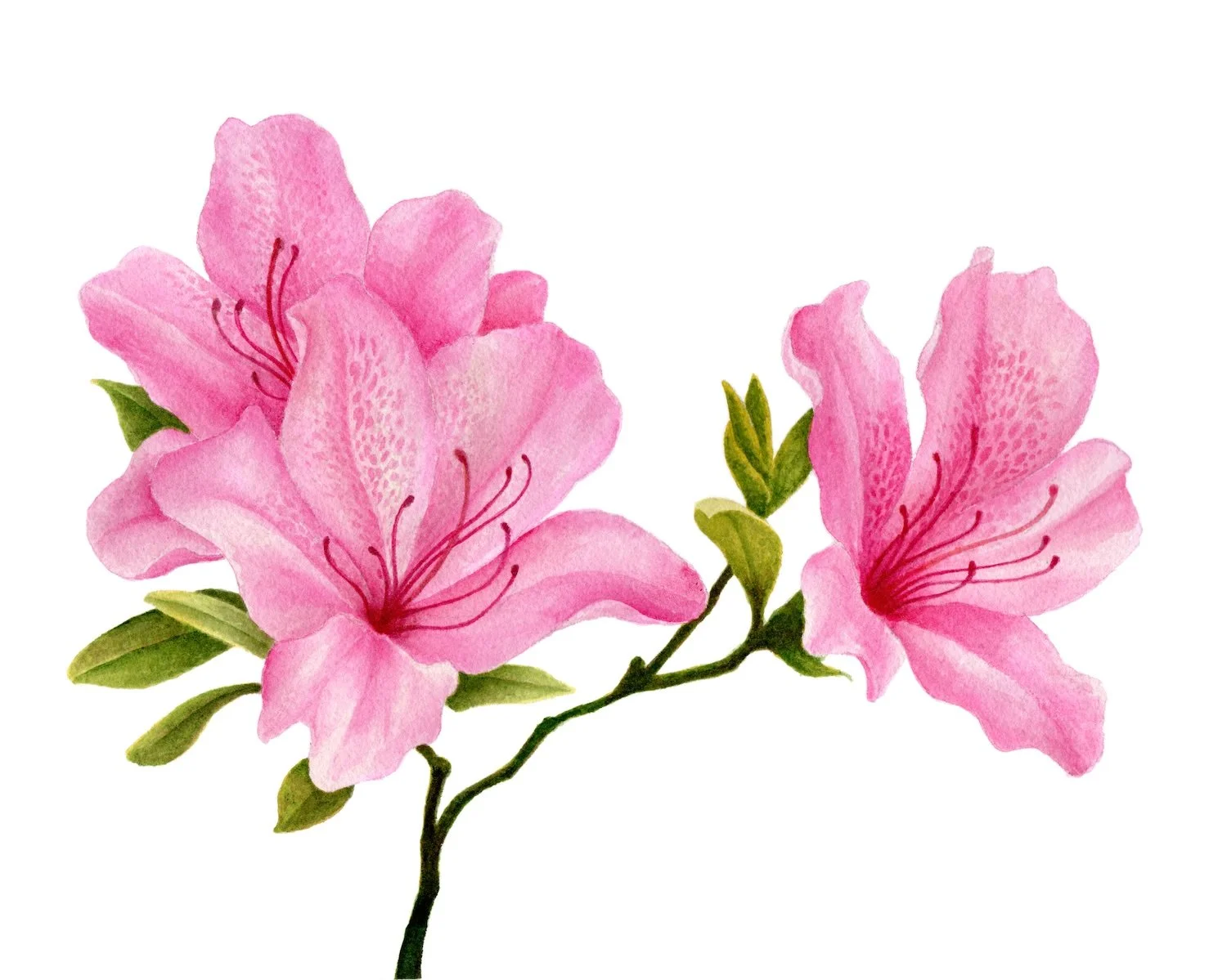 AzaleaWatercolorforweb copy.jpeg