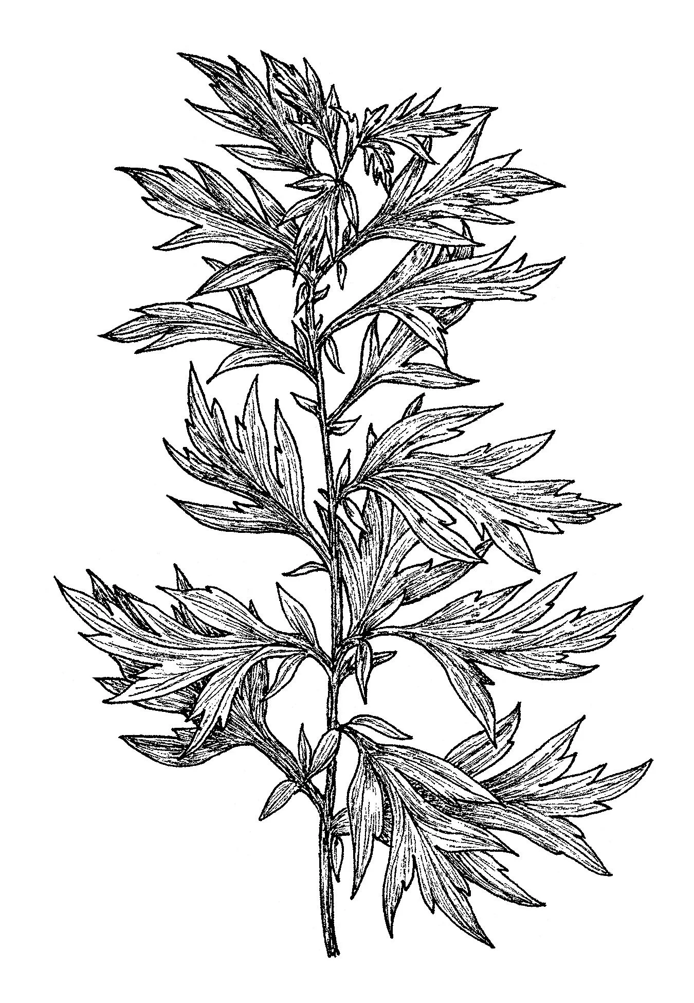 mugwort.jpg