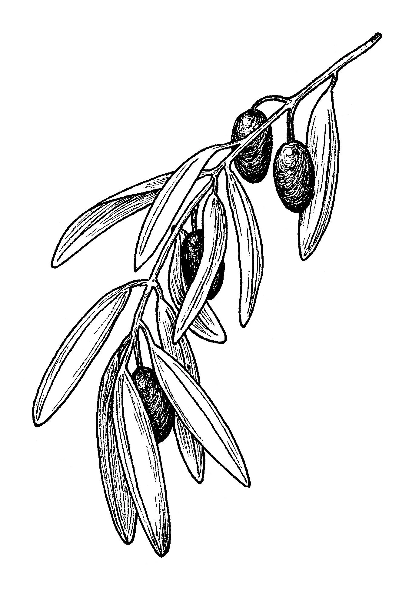 olive.jpg