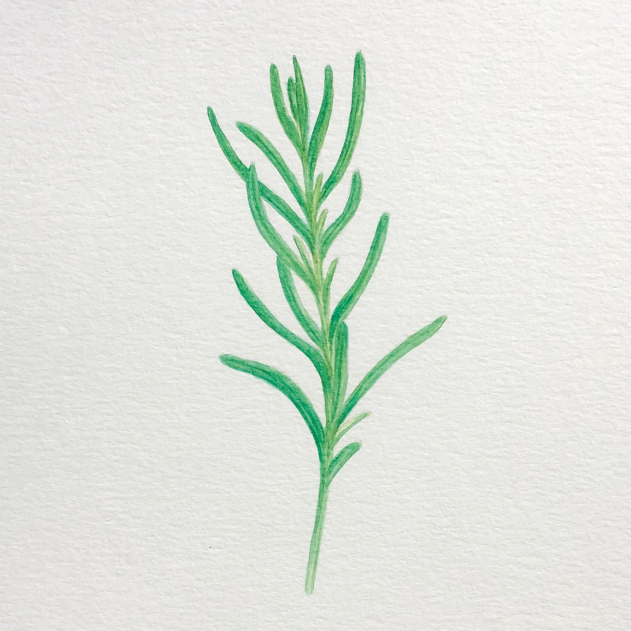 rosemary.jpg