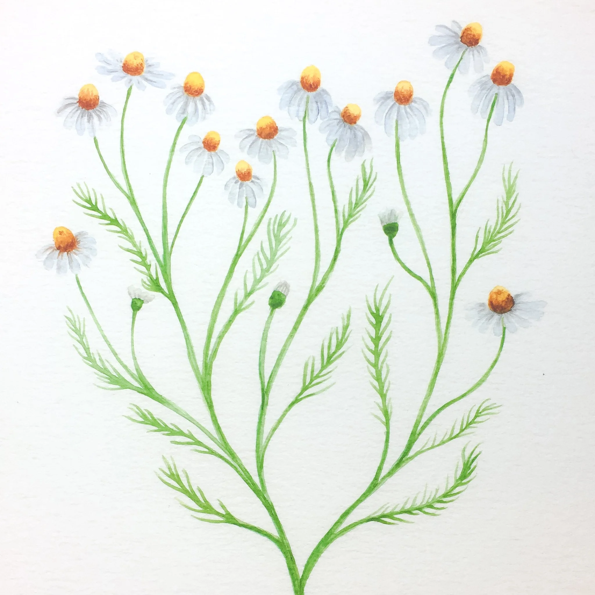 chamomile.jpg