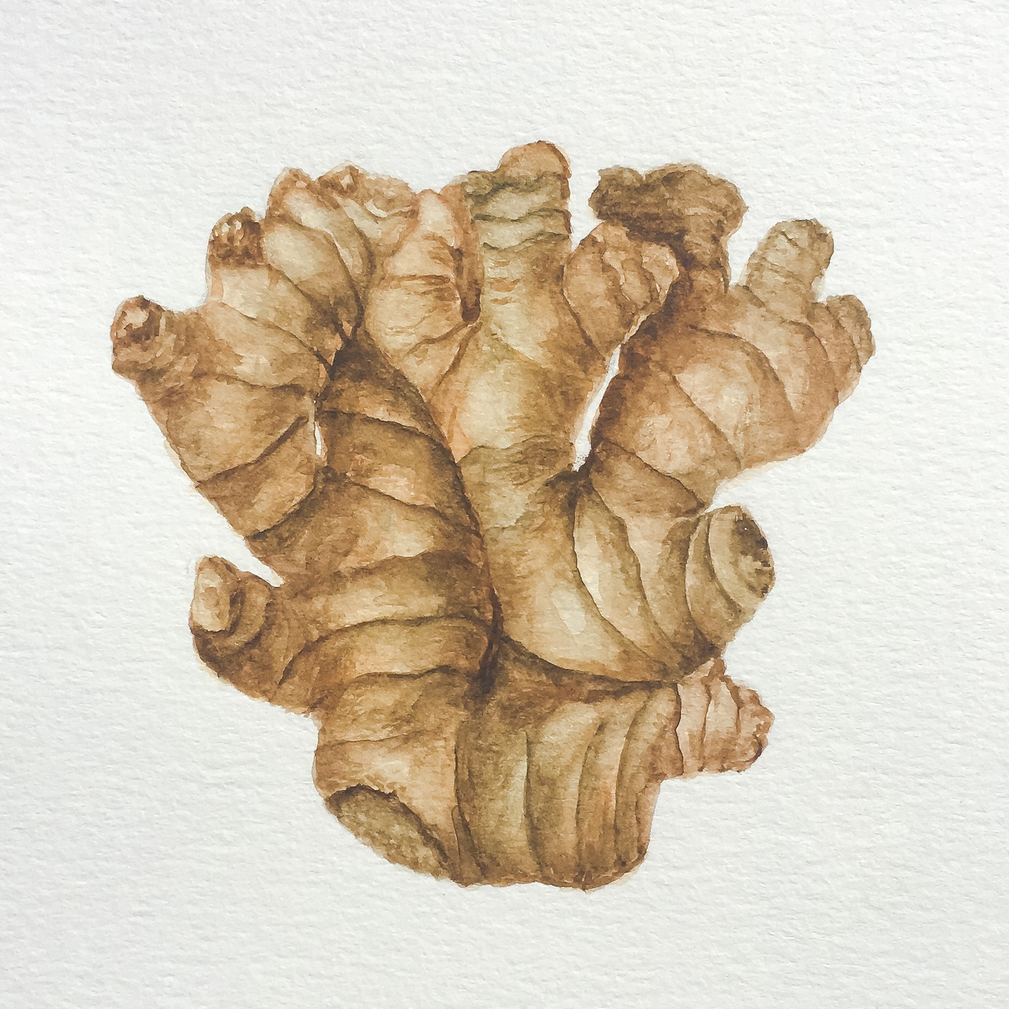 ginger.jpg